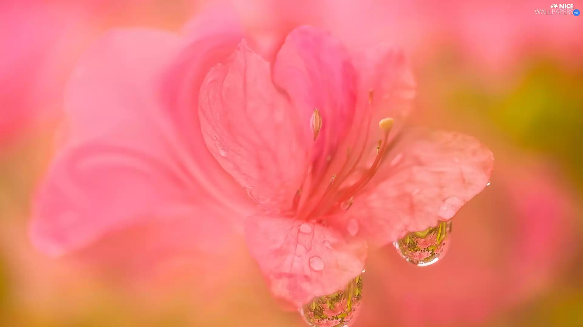 drops, Close, Azalii, Rhododendron, Colourfull Flowers