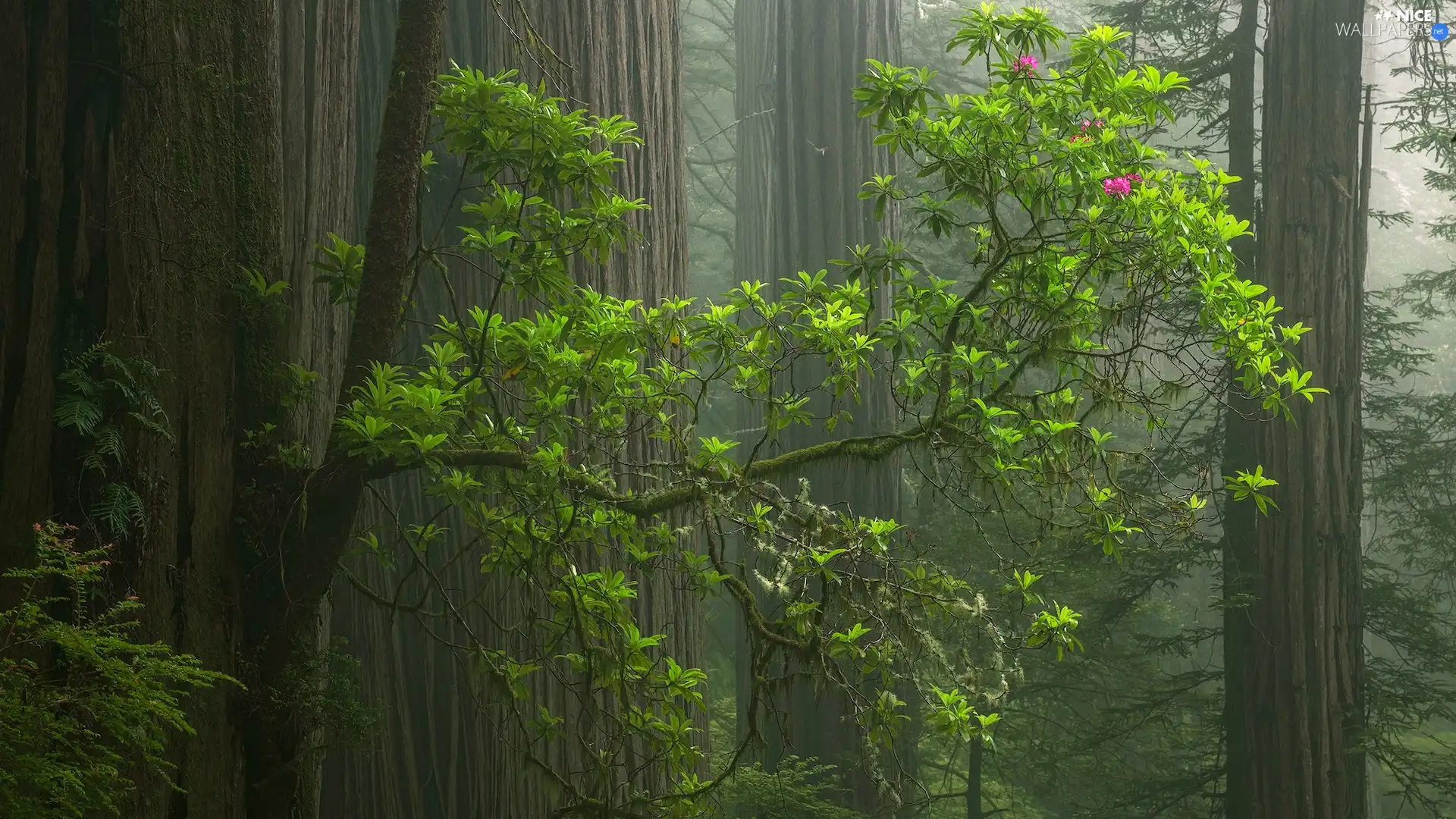 trees, forest, redwoods, rhododendron, viewes, Fog