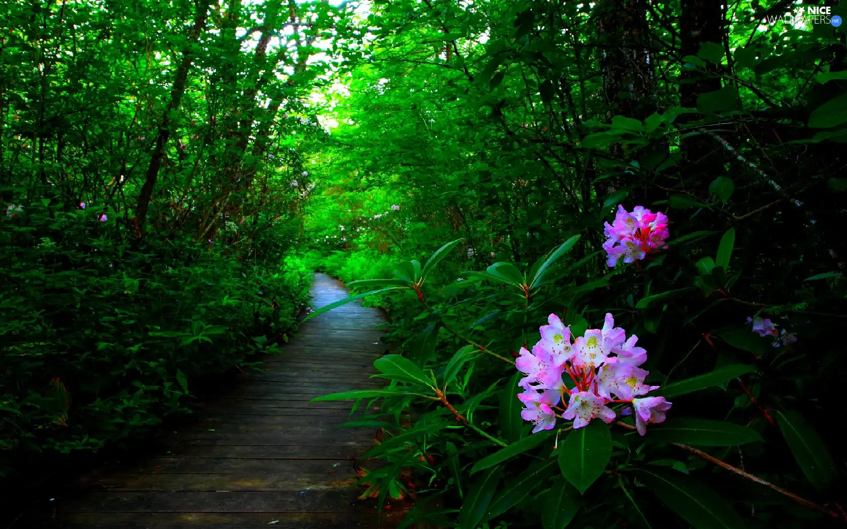 forest, Flowers, rhododendron, Path