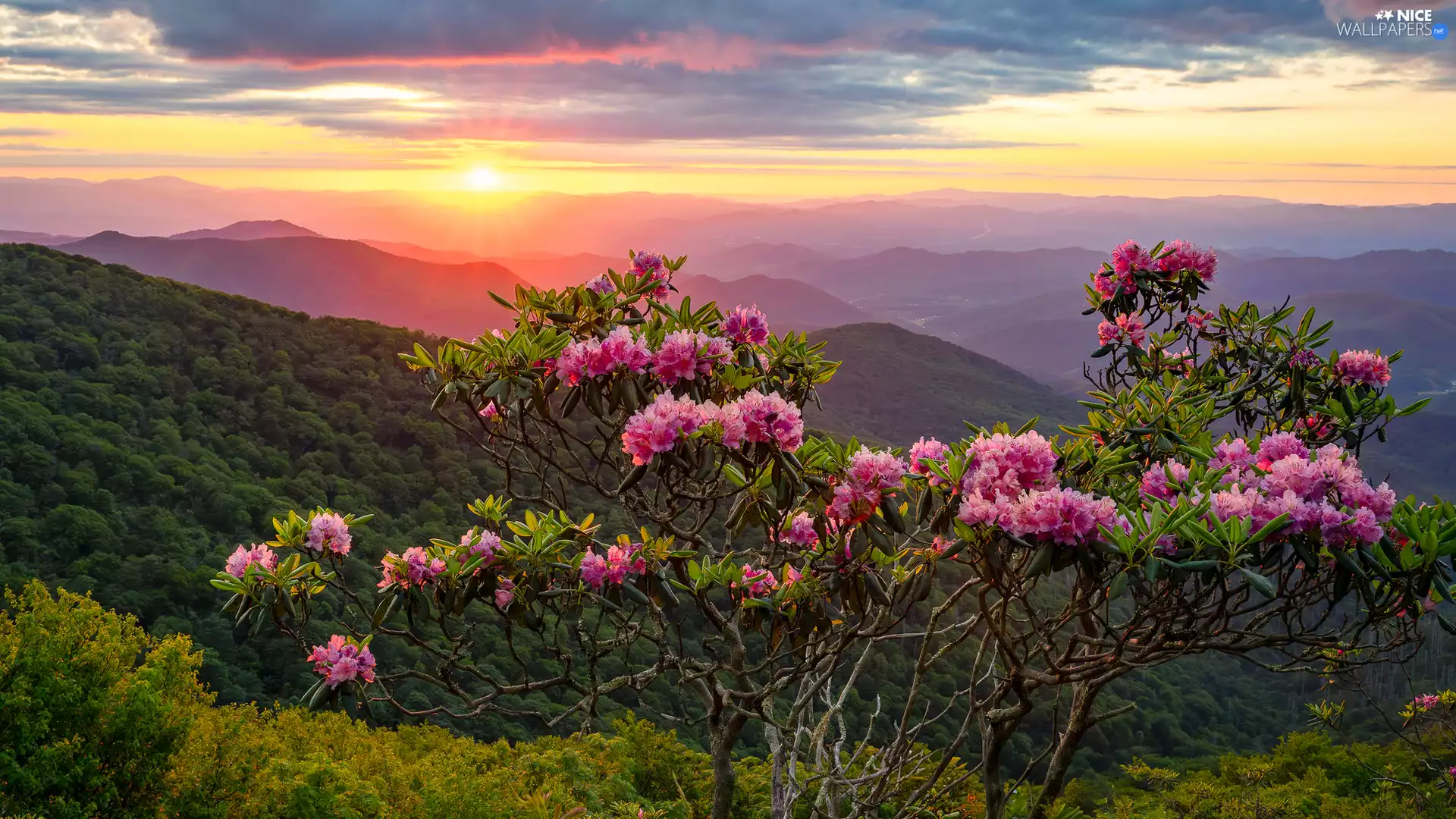 forested, flower, Mountains, Great Sunsets, The Hills, rhododendron