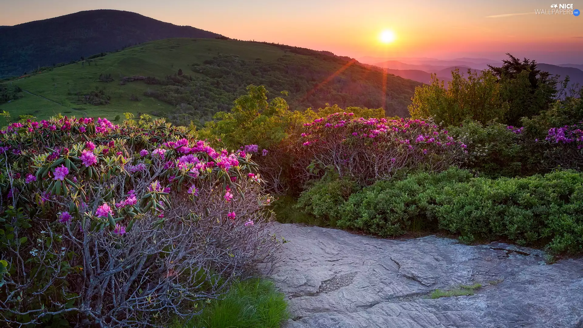 Rhododendron, Mountains, Rocks