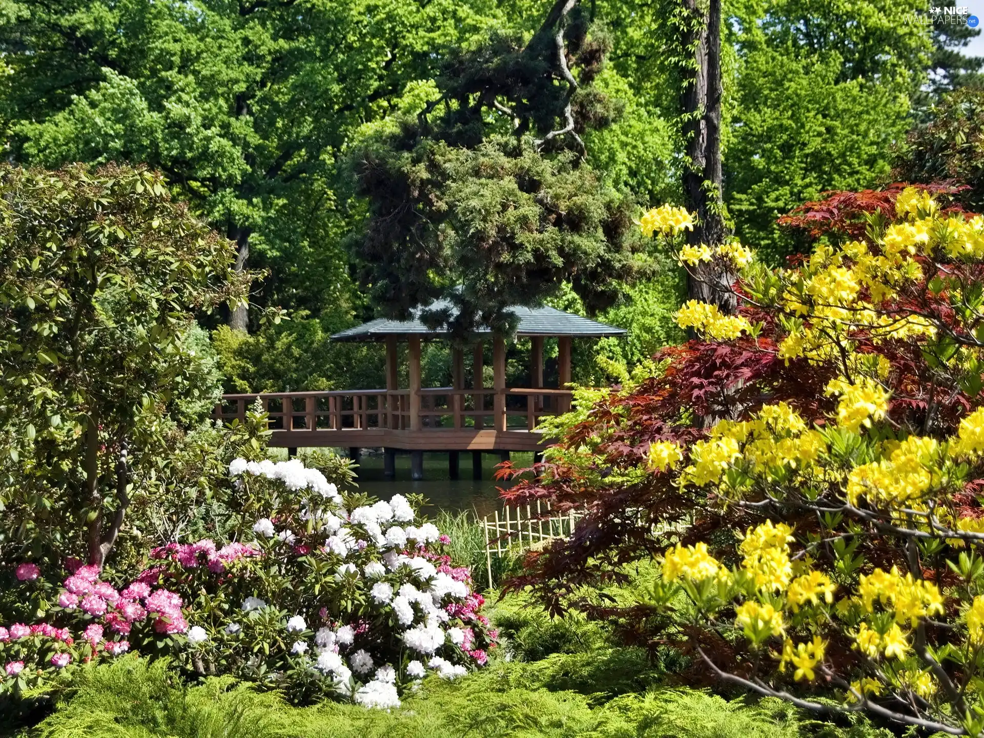 Park, color, Rhododendrons, arbour