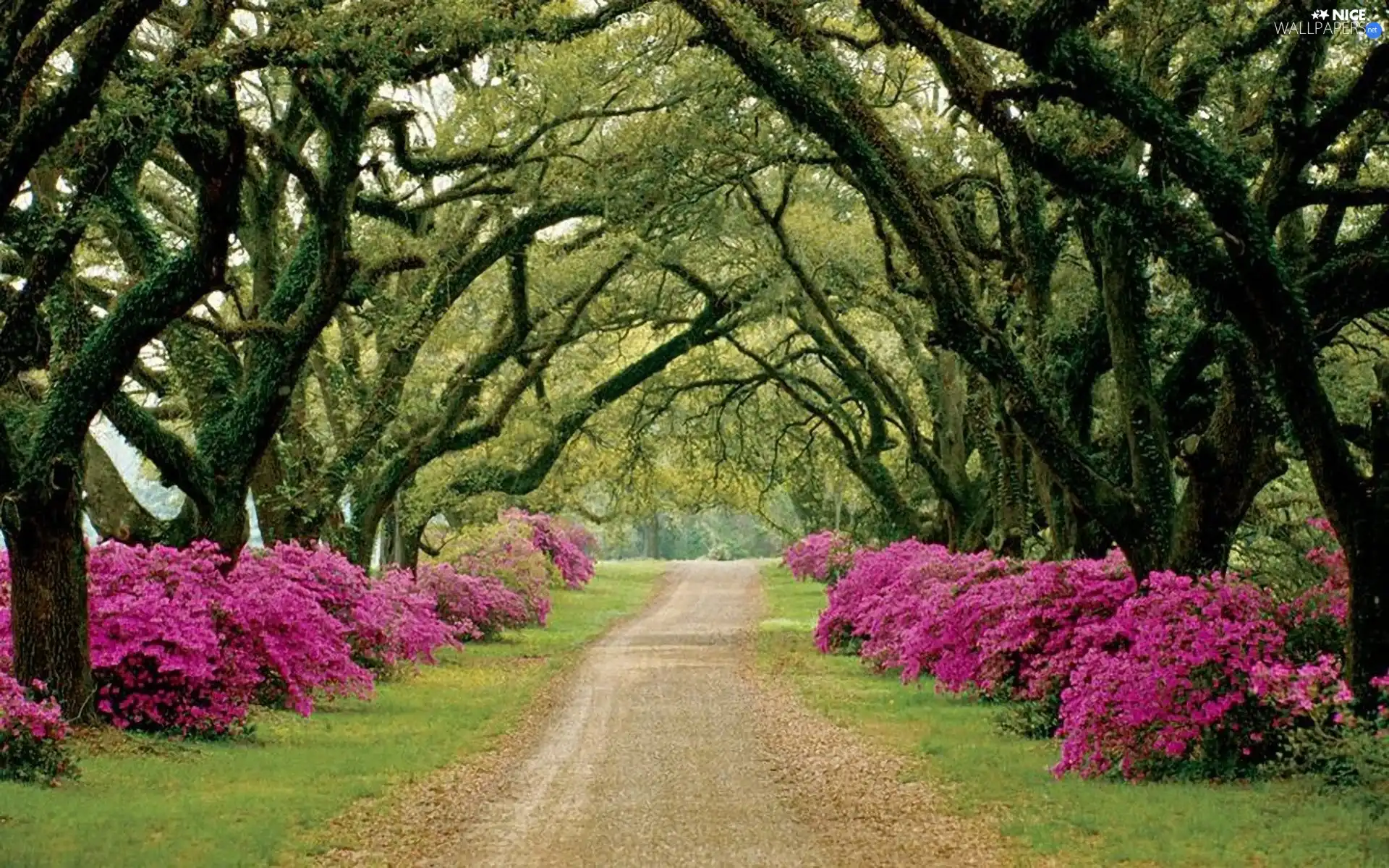 Park, flourishing, Rhododendrons, alley