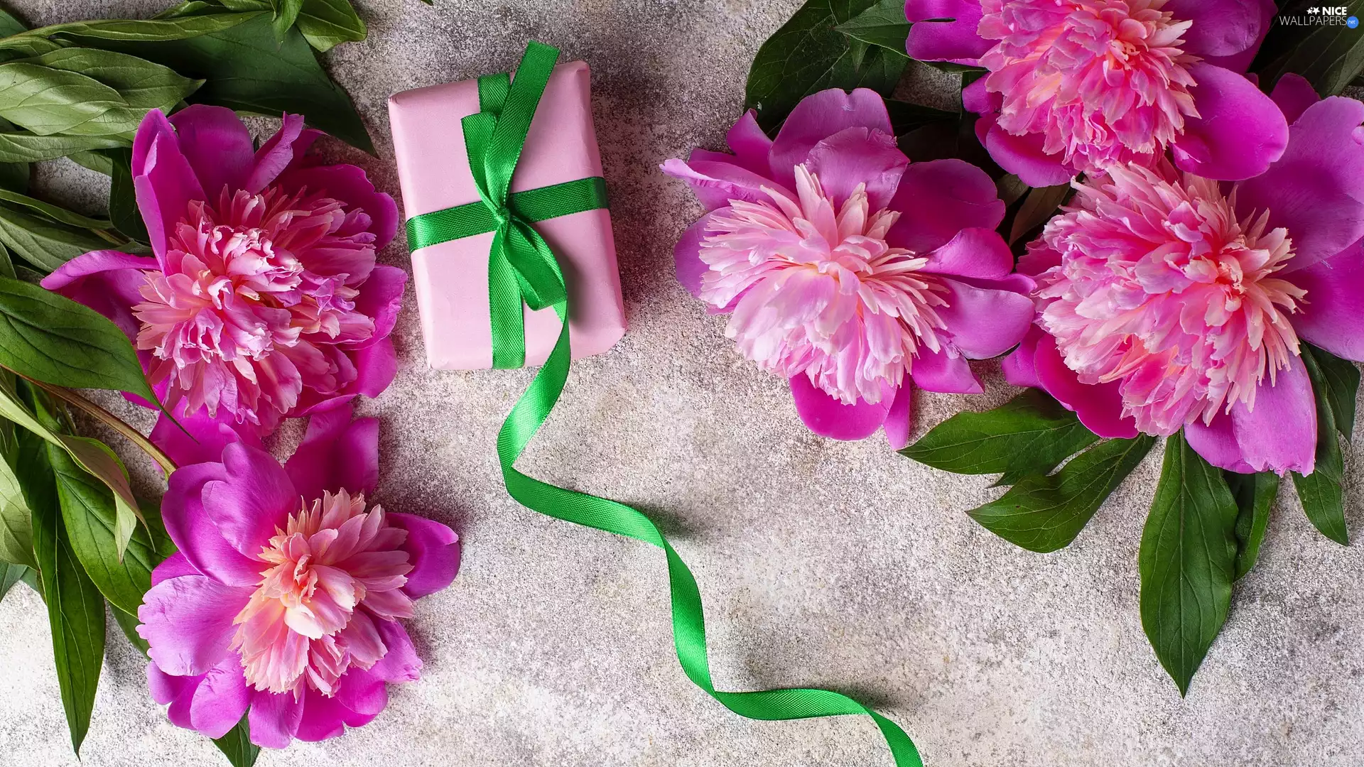 Leaf, Present, background, Green, Grey, Peonies, Pink, ribbon