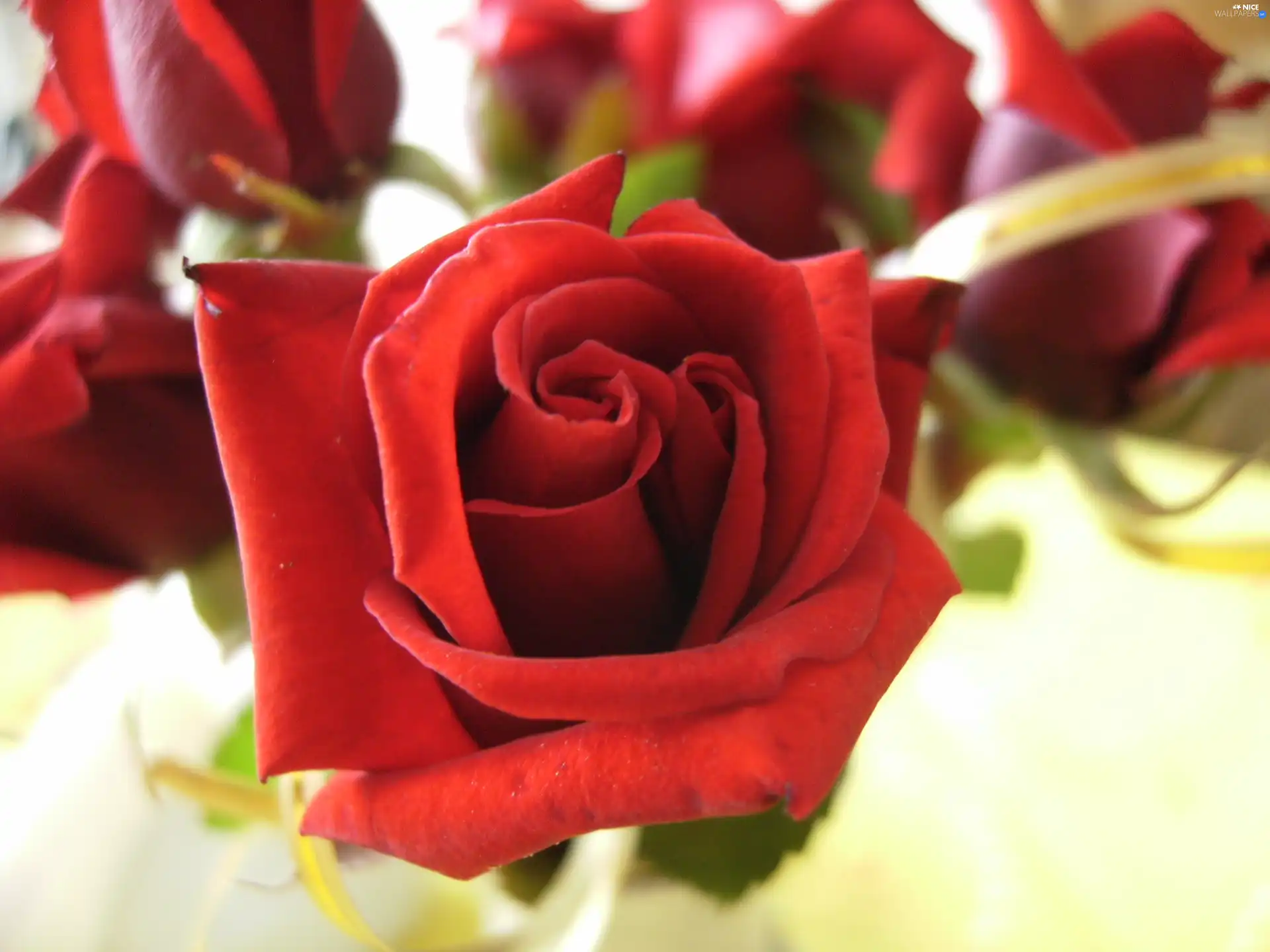 Red, rose, ribbon, Colourfull Flowers