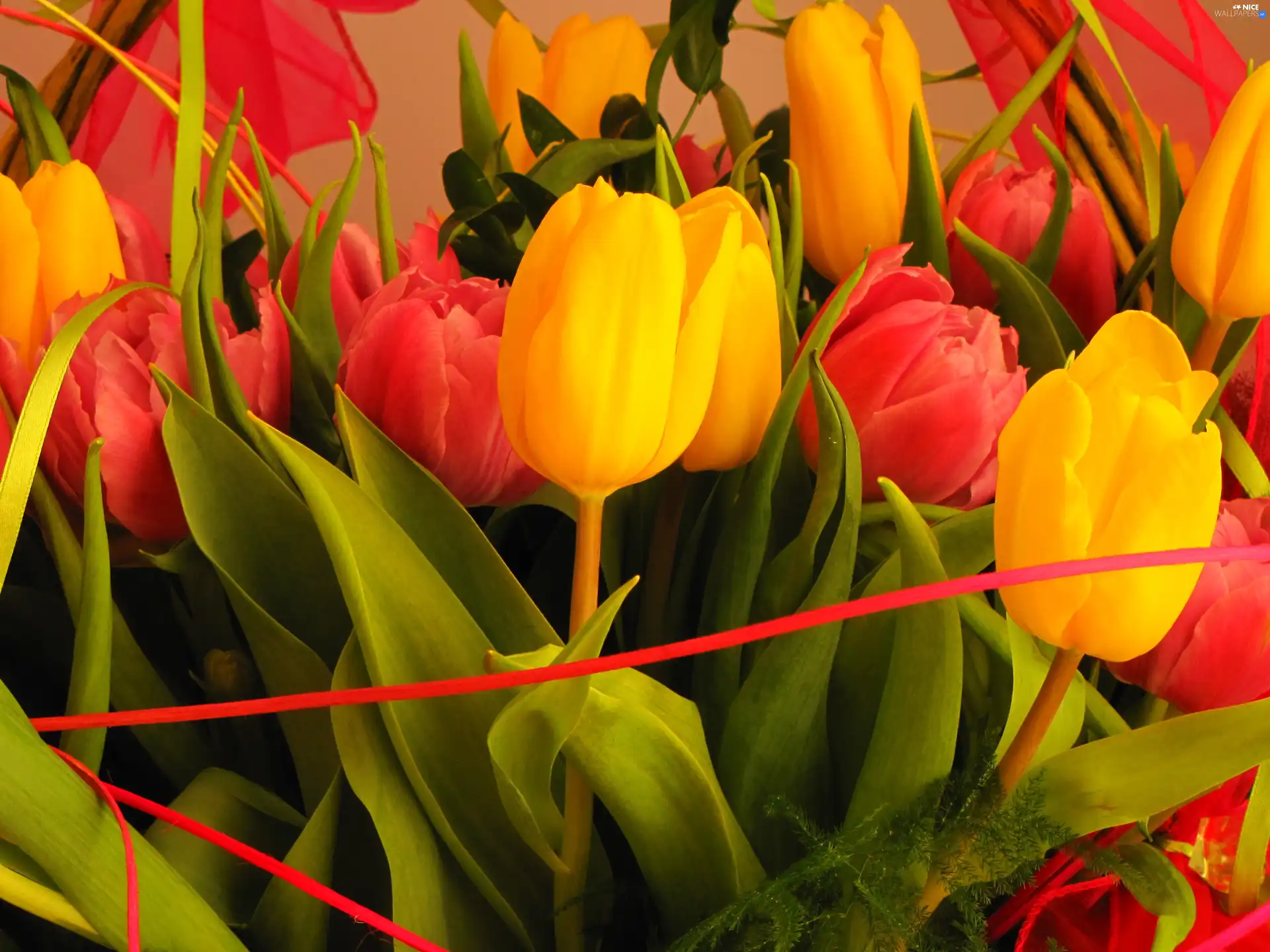 Tulips, ribbon