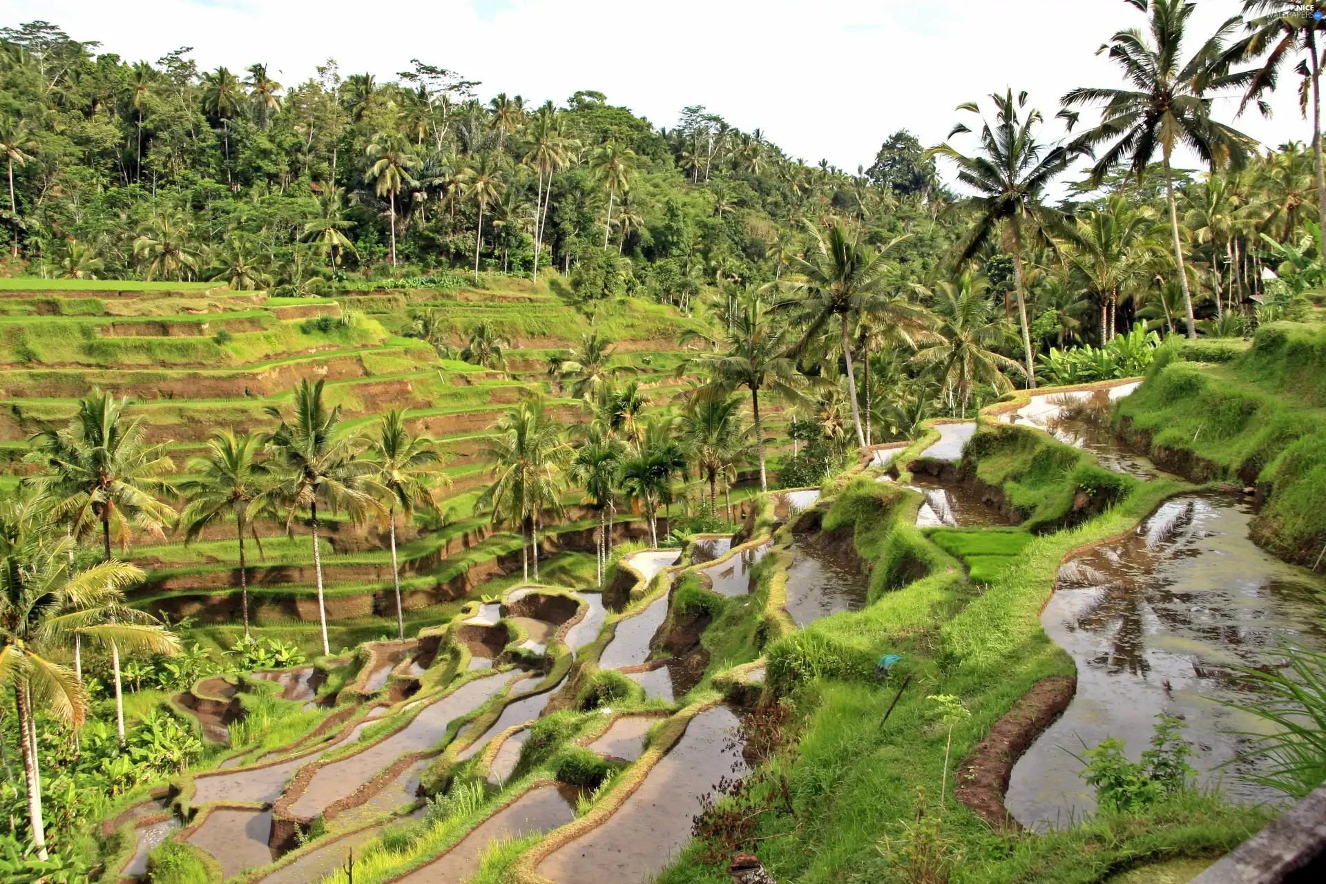 Bali, field, rice, indonesia