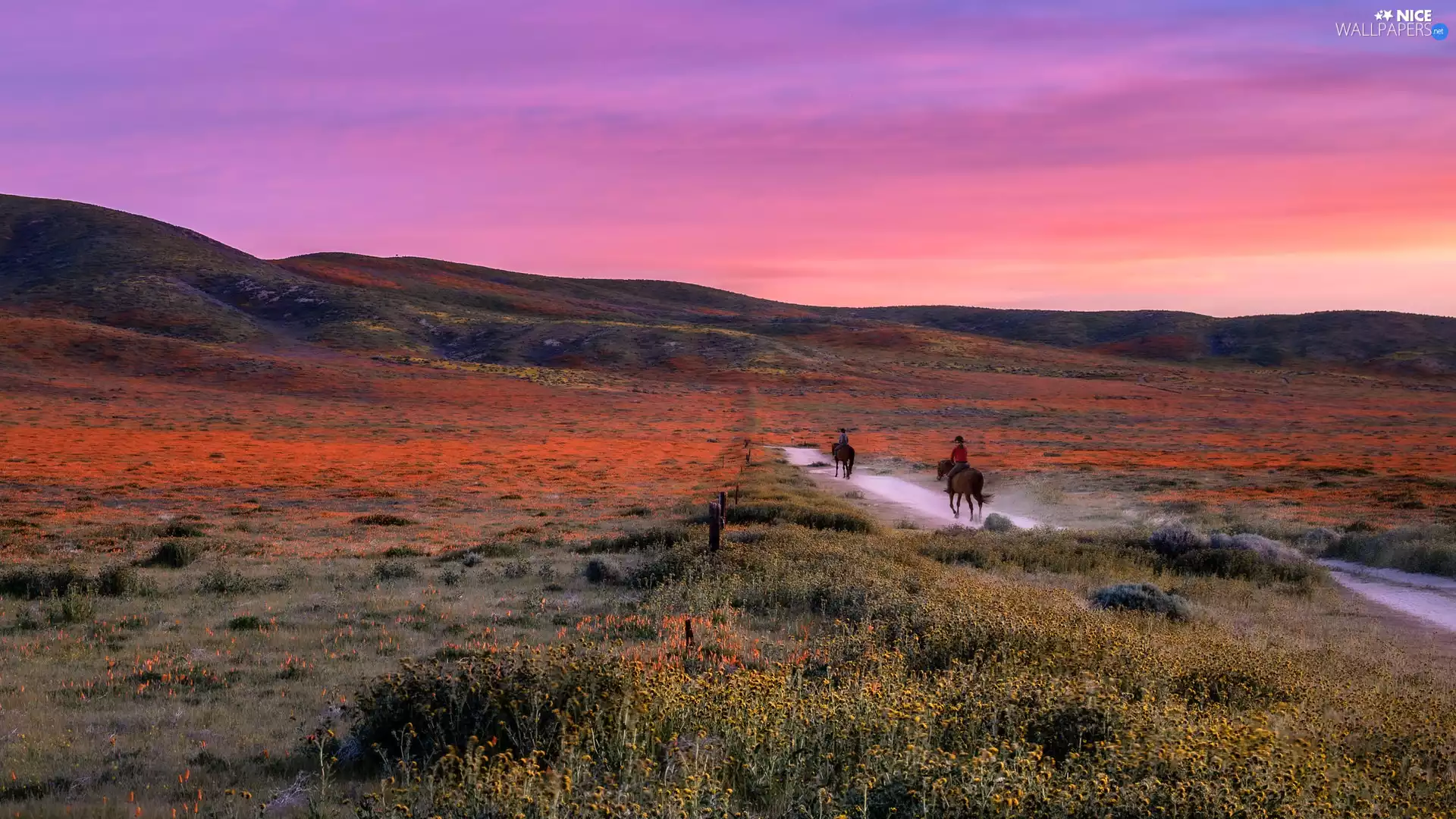 Meadow, Mountains, bloodstock, The Hills, Sky, Way, riders