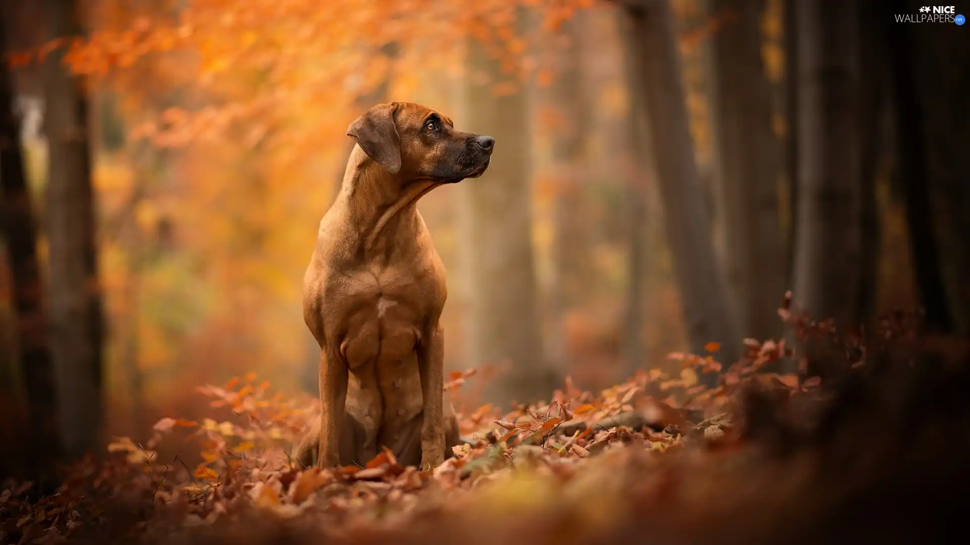 Leaf, dog, Rhodesian ridgeback