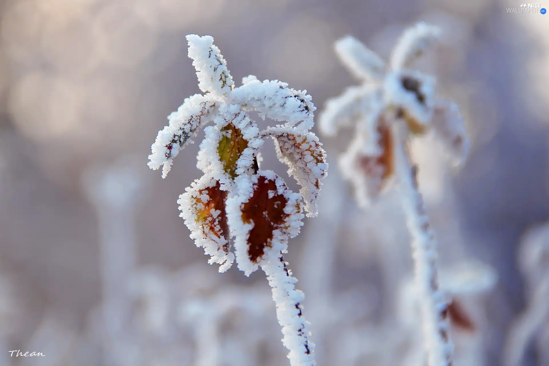 Frost, Twigs, rime, Leaf