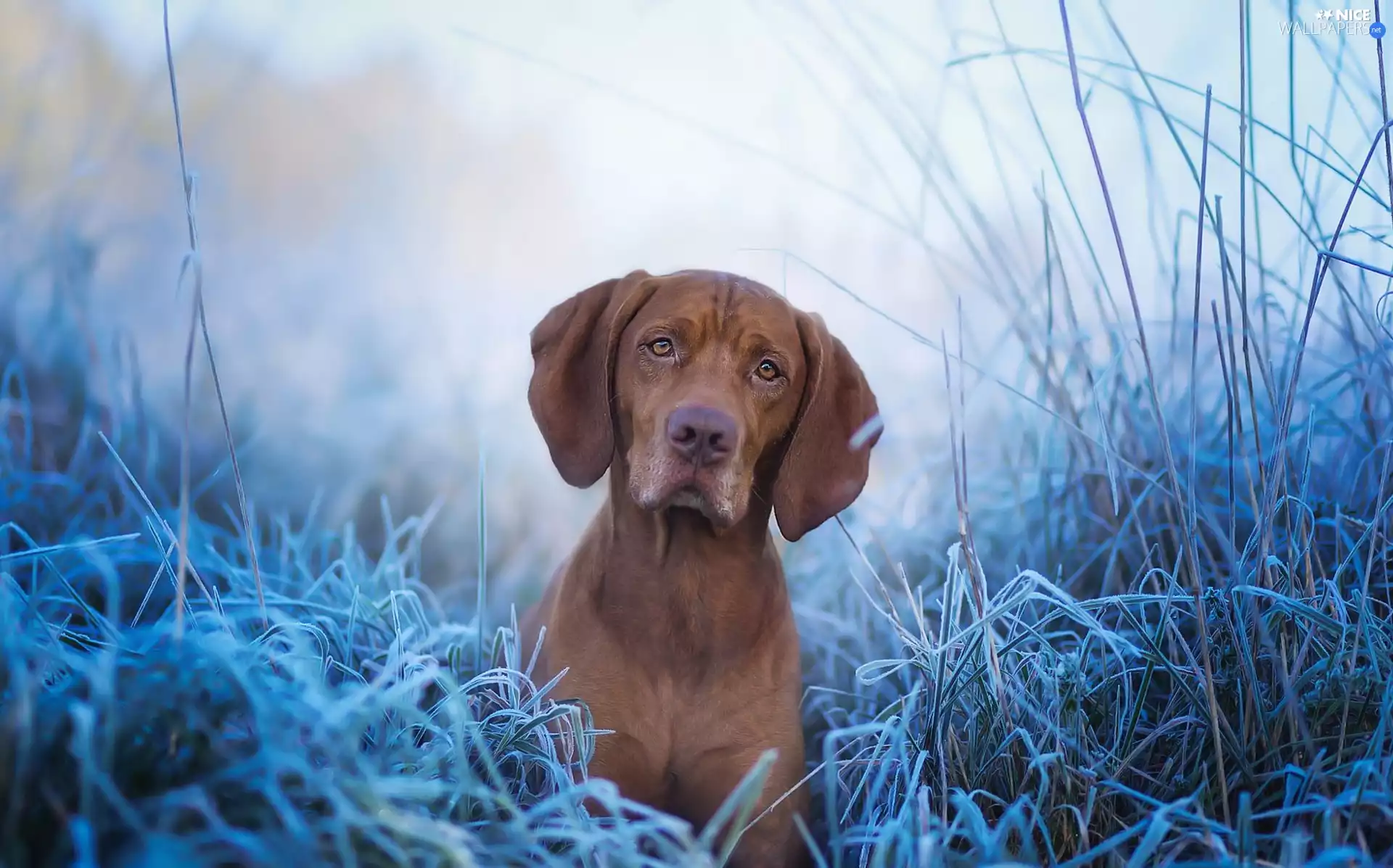 rime, Vizsla, grass