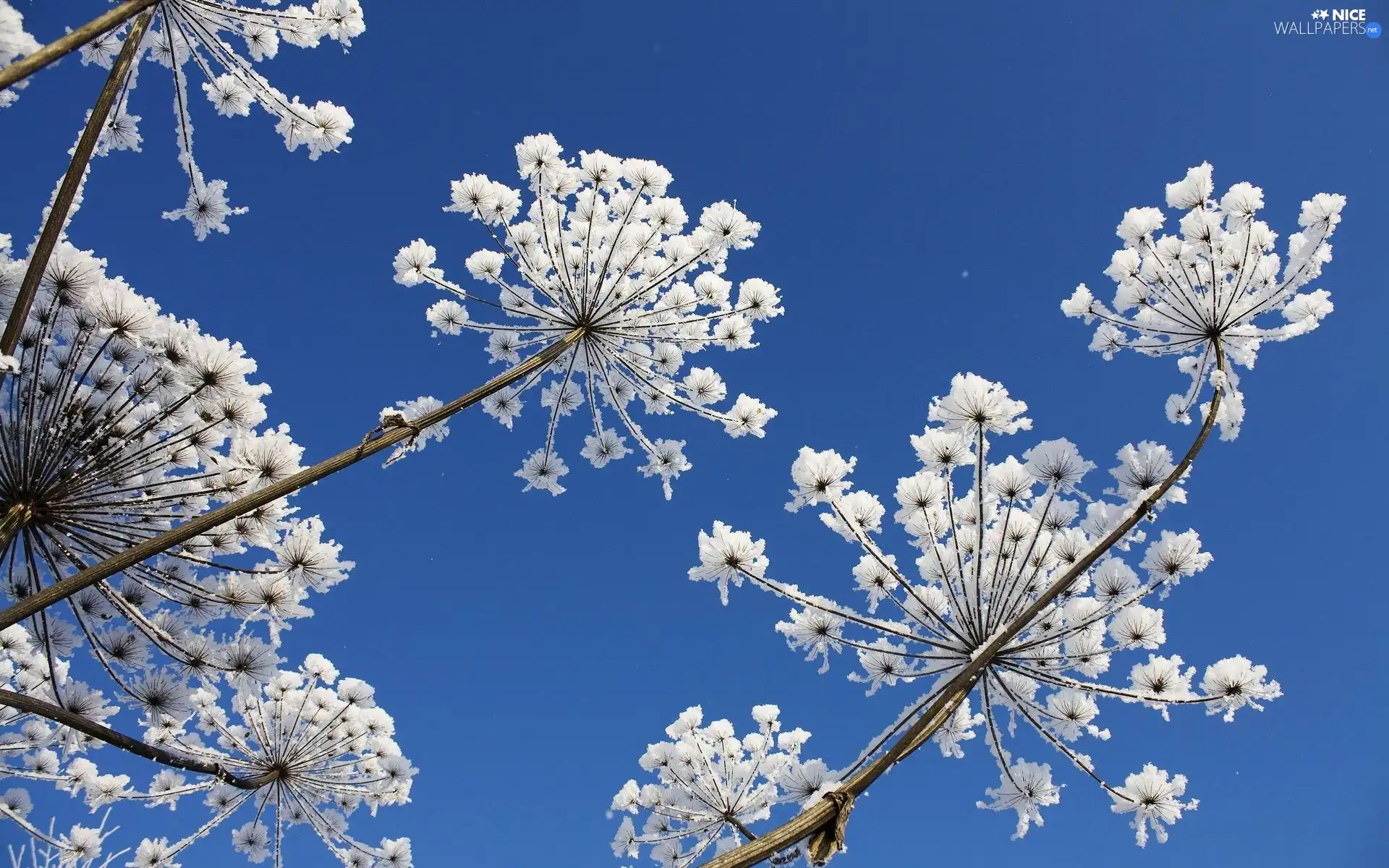 rime, dry, stalks