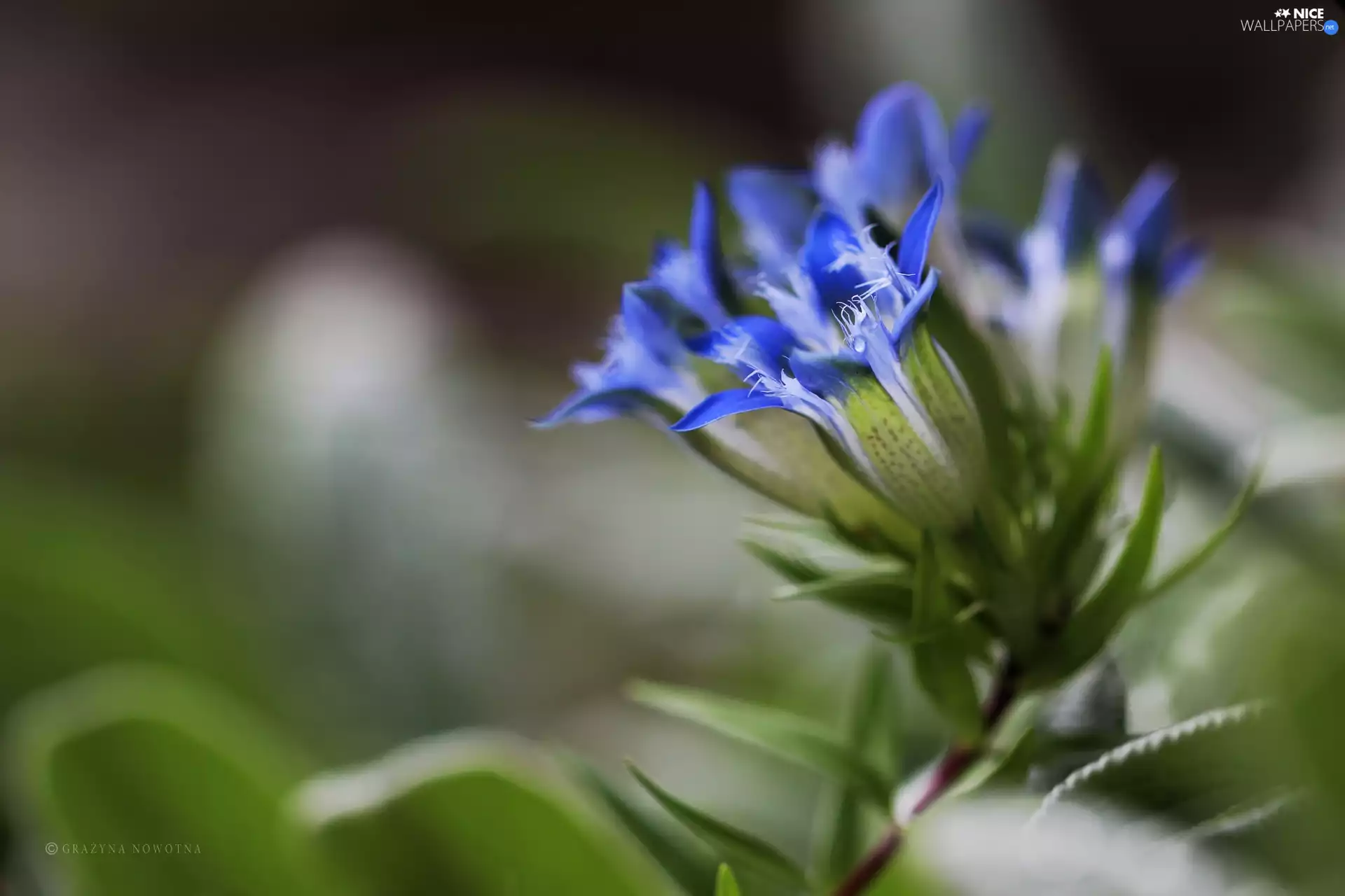 ringtones, Blue, Flowers