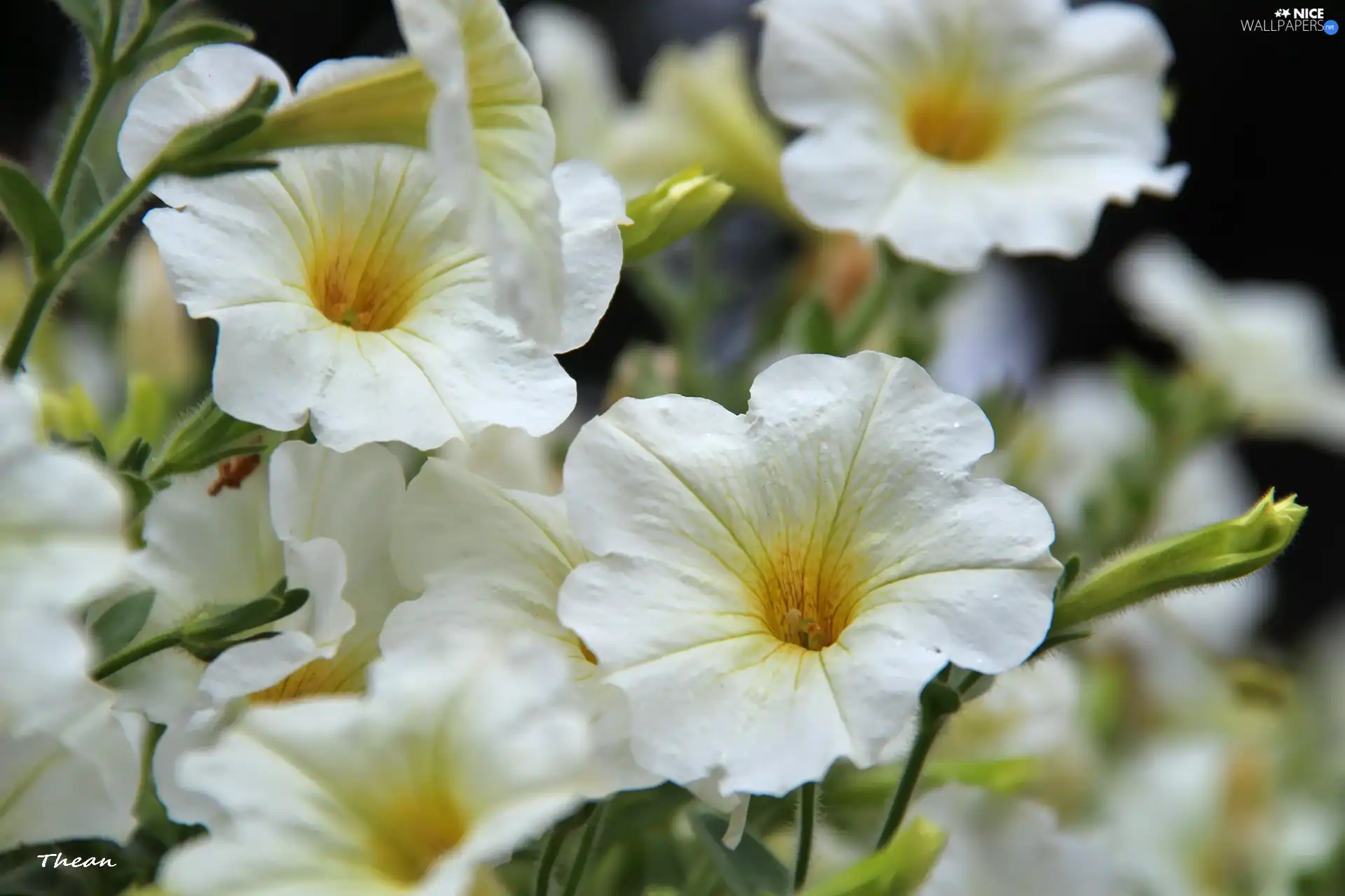 ringtones, White, Flowers