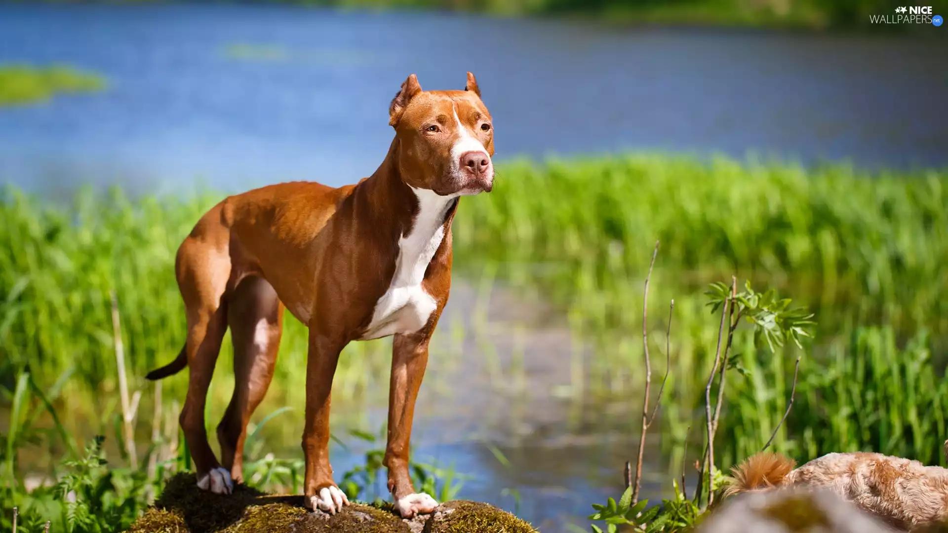 American Pitbull Terrier, River