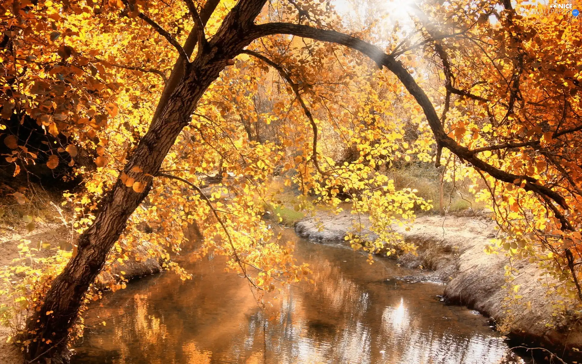 autumn, viewes, River, trees