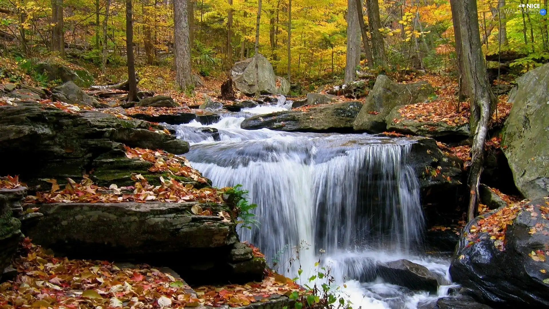 autumn, River