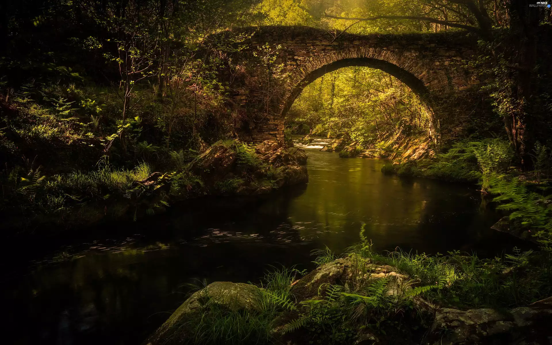 River, trees, Plants, viewes, fern, Arch Bridge, stone, Stones