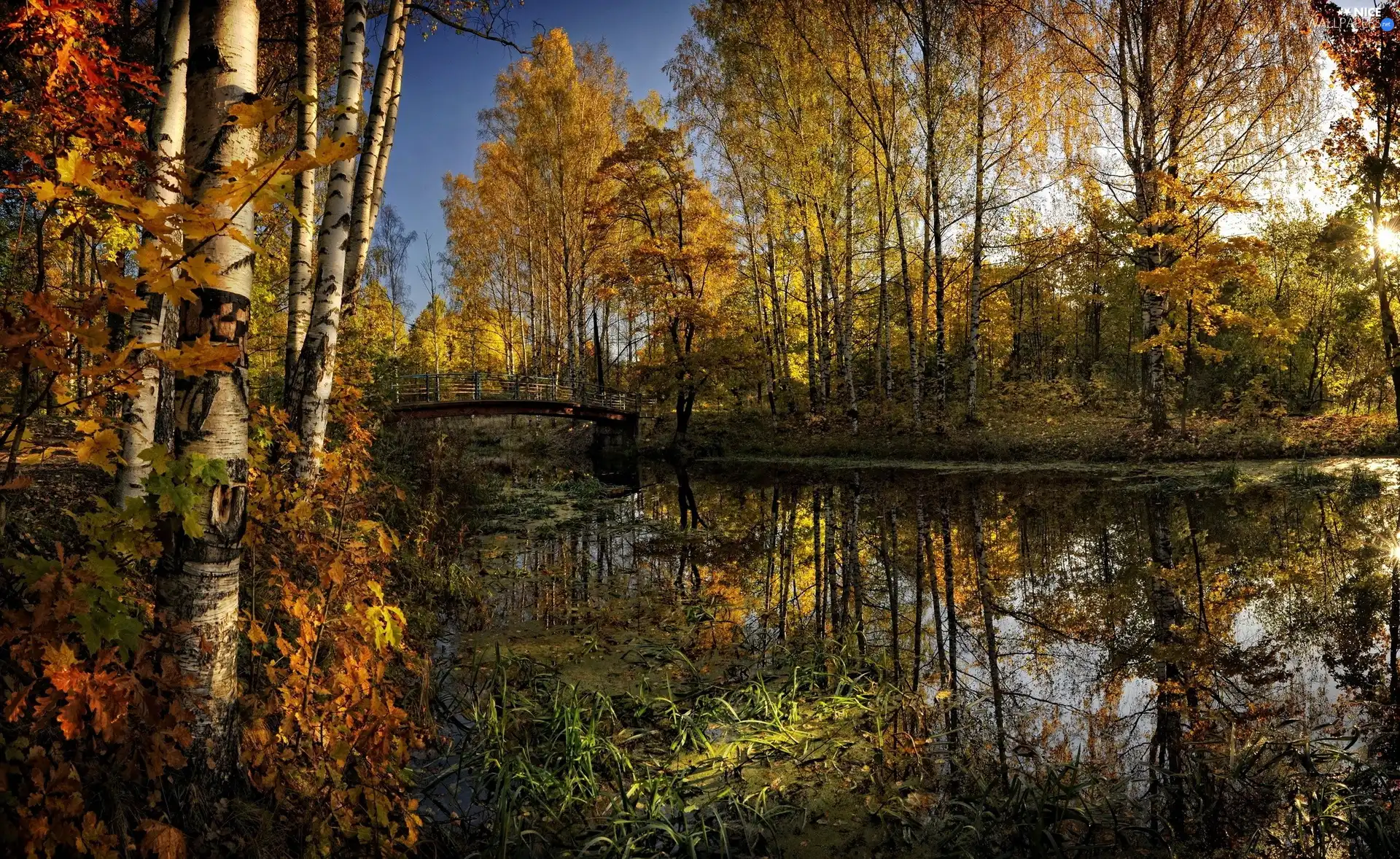 viewes, autumn, River, bridge, birch, trees