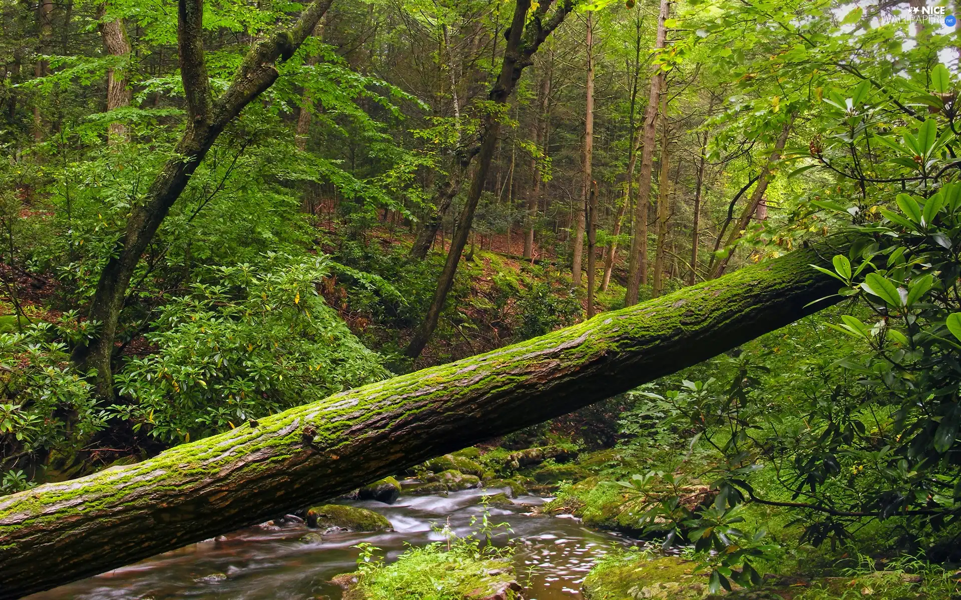 forest, River