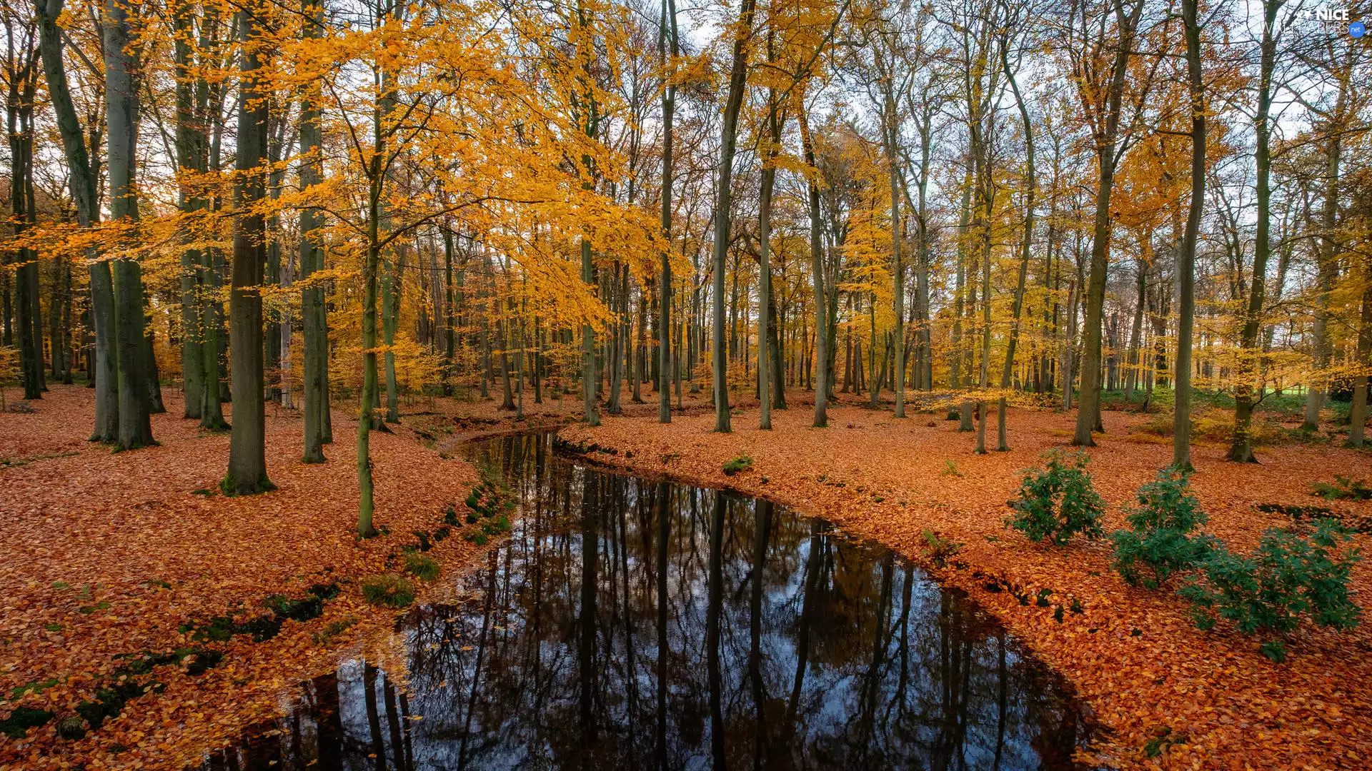Leaf, River, forest, fallen, autumn