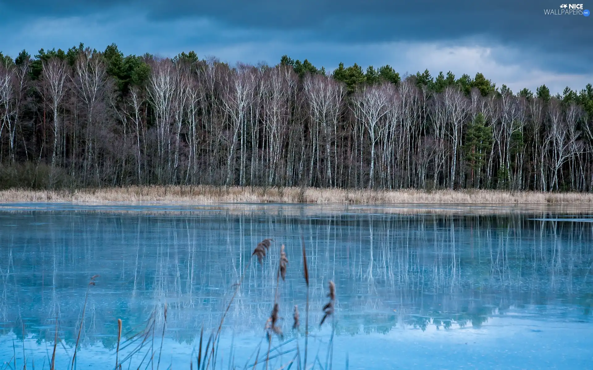 River, Sky, forest