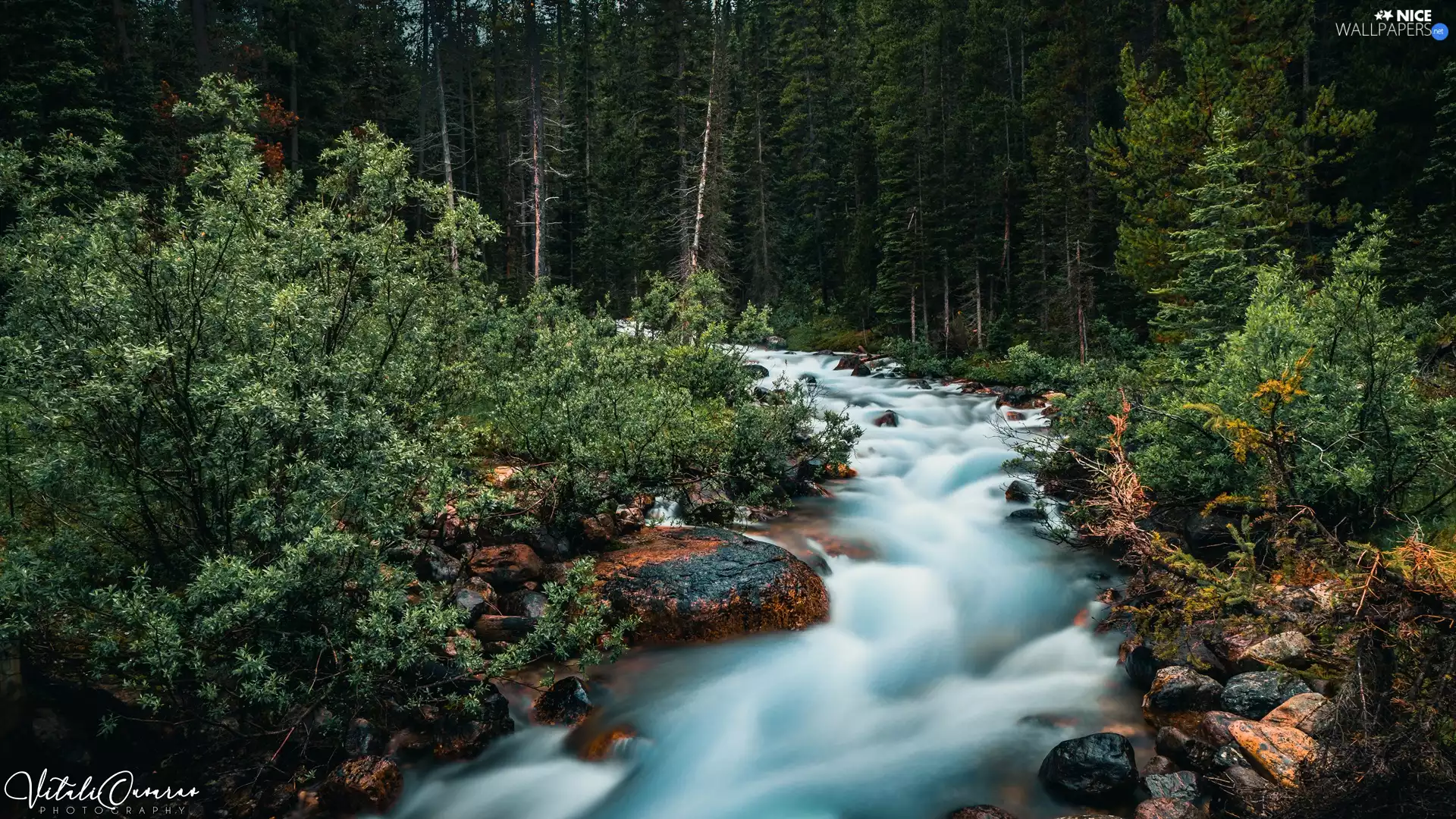 forest, Stones, VEGETATION, River