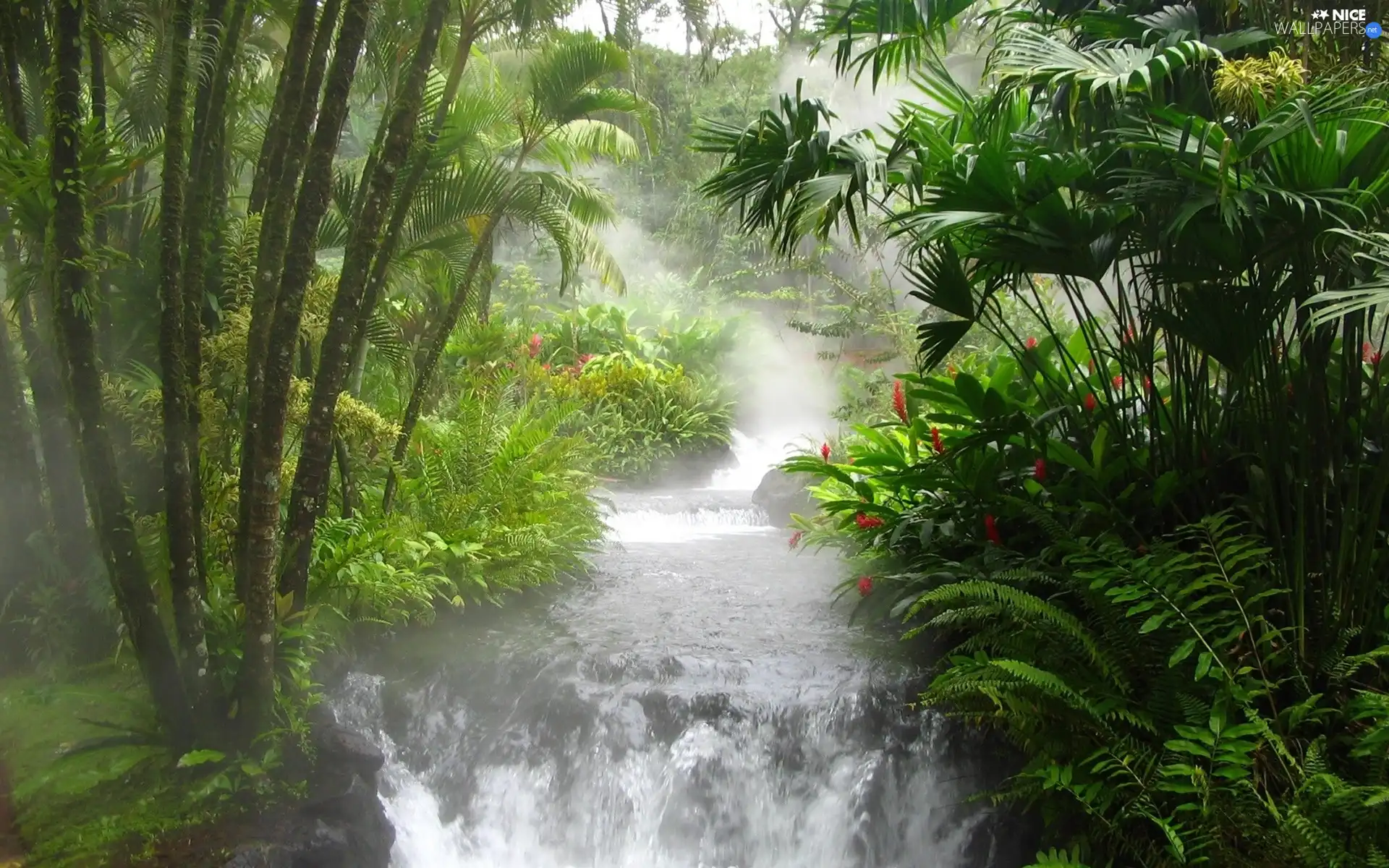 River, jungle, green