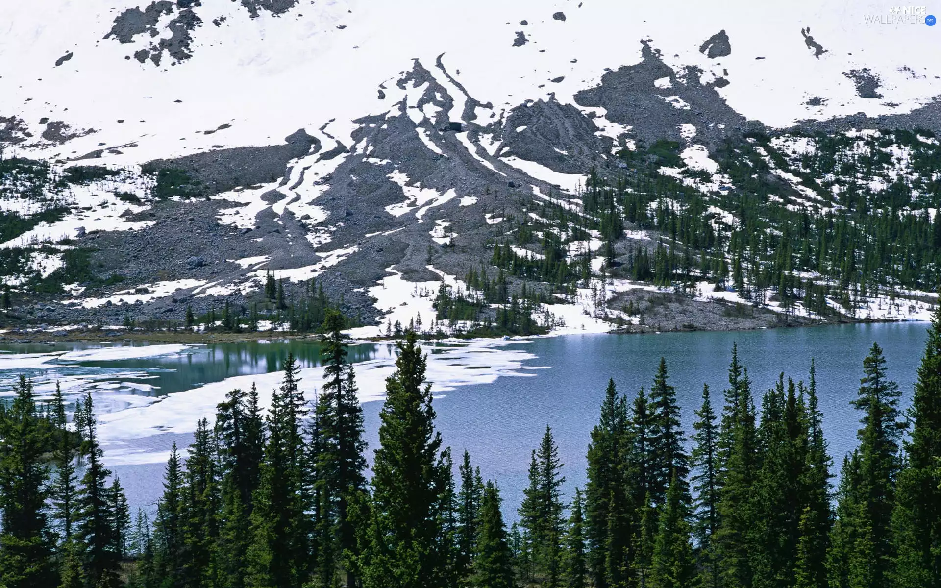 Mountains, Spruces, winter, River