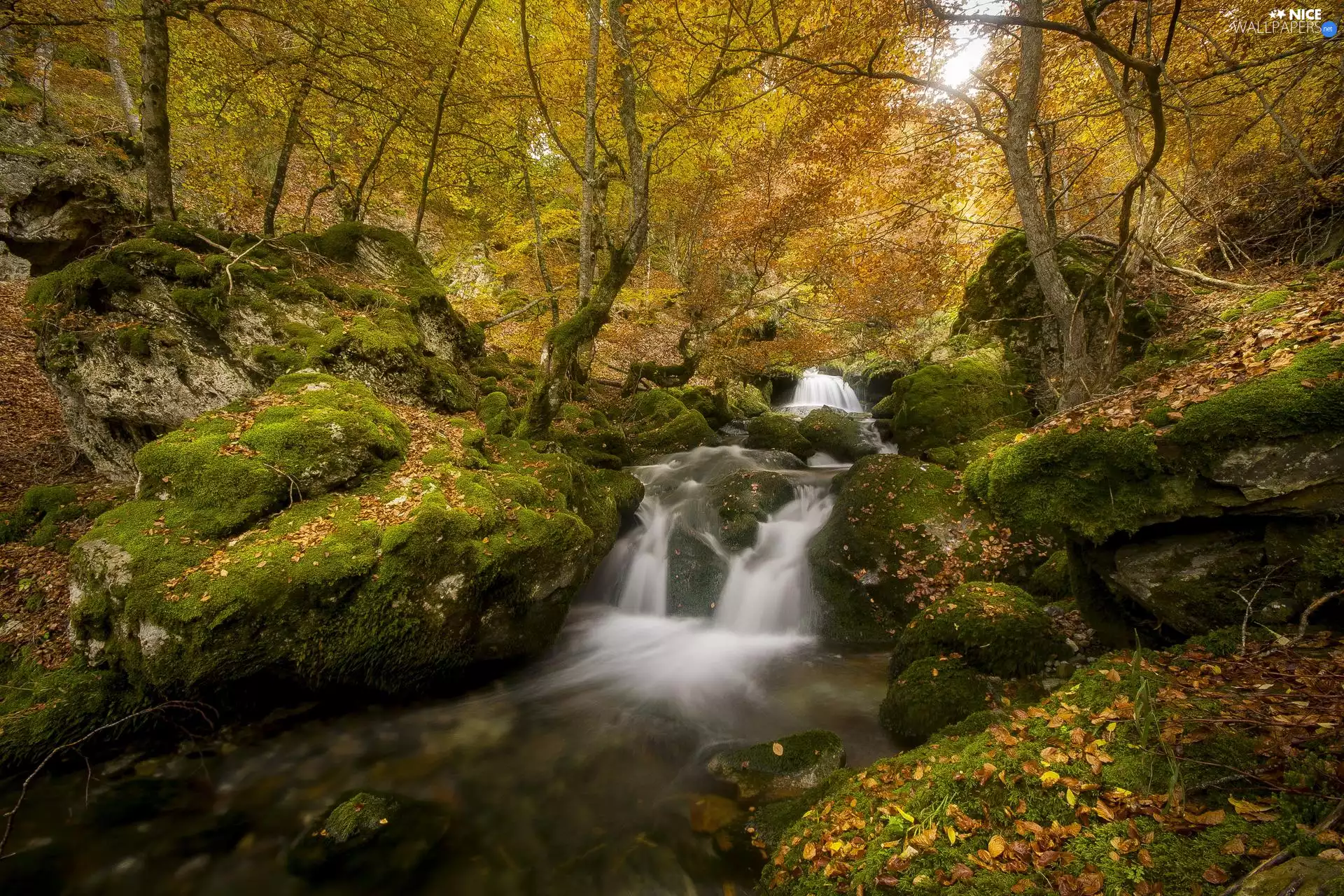 River, forest, mossy, rocks, Leaf, autumn, trees, viewes, Stones