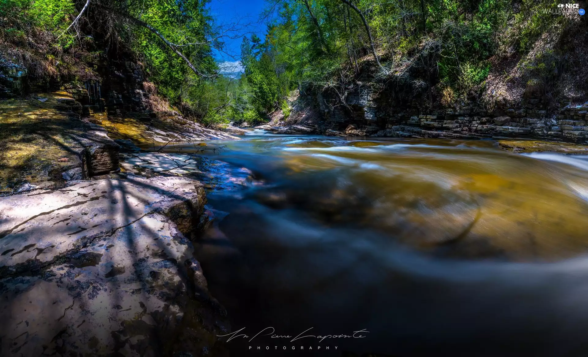 rocks, River, trees, viewes, forest