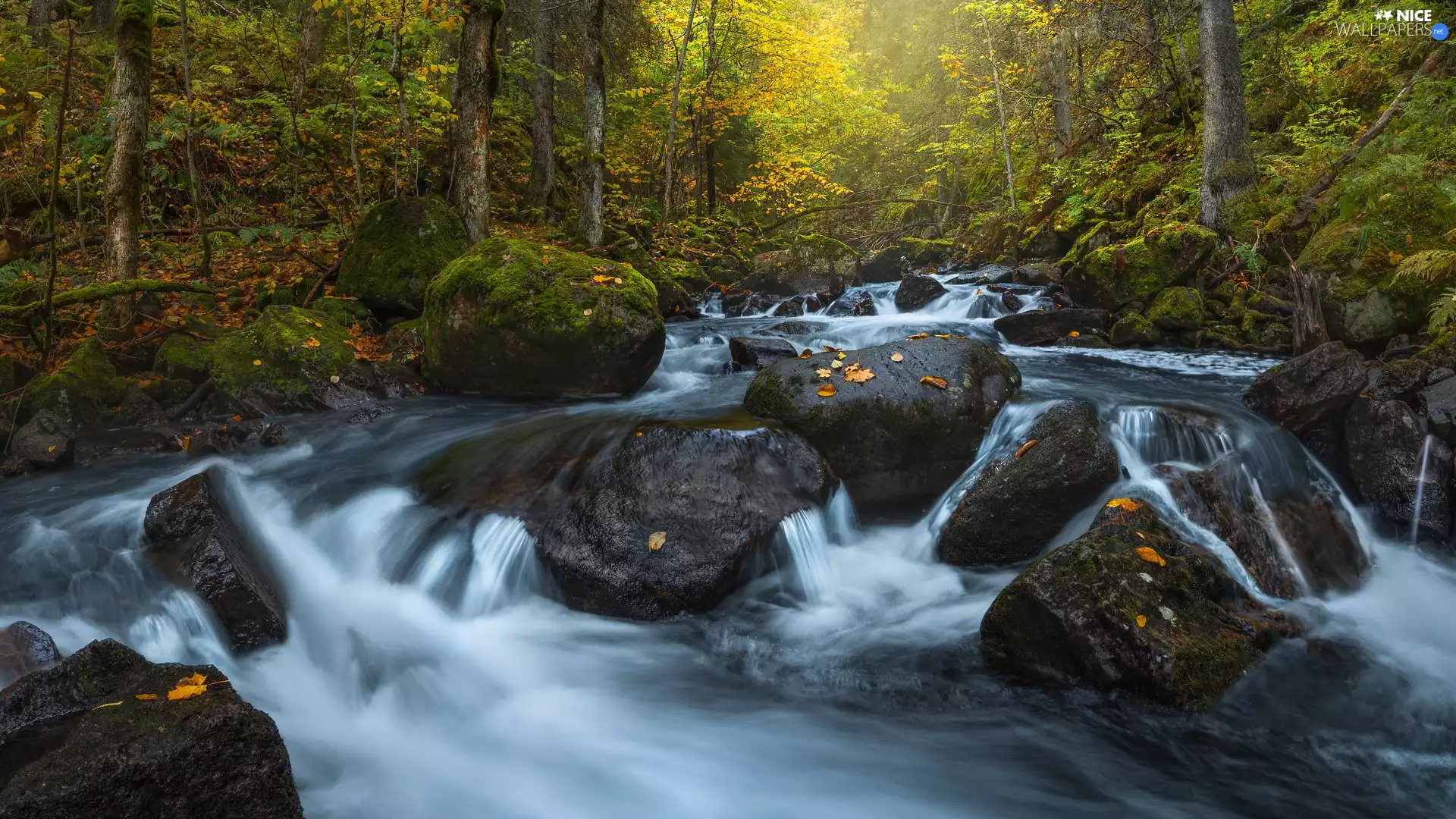viewes, forest, tear, River, Stones, trees