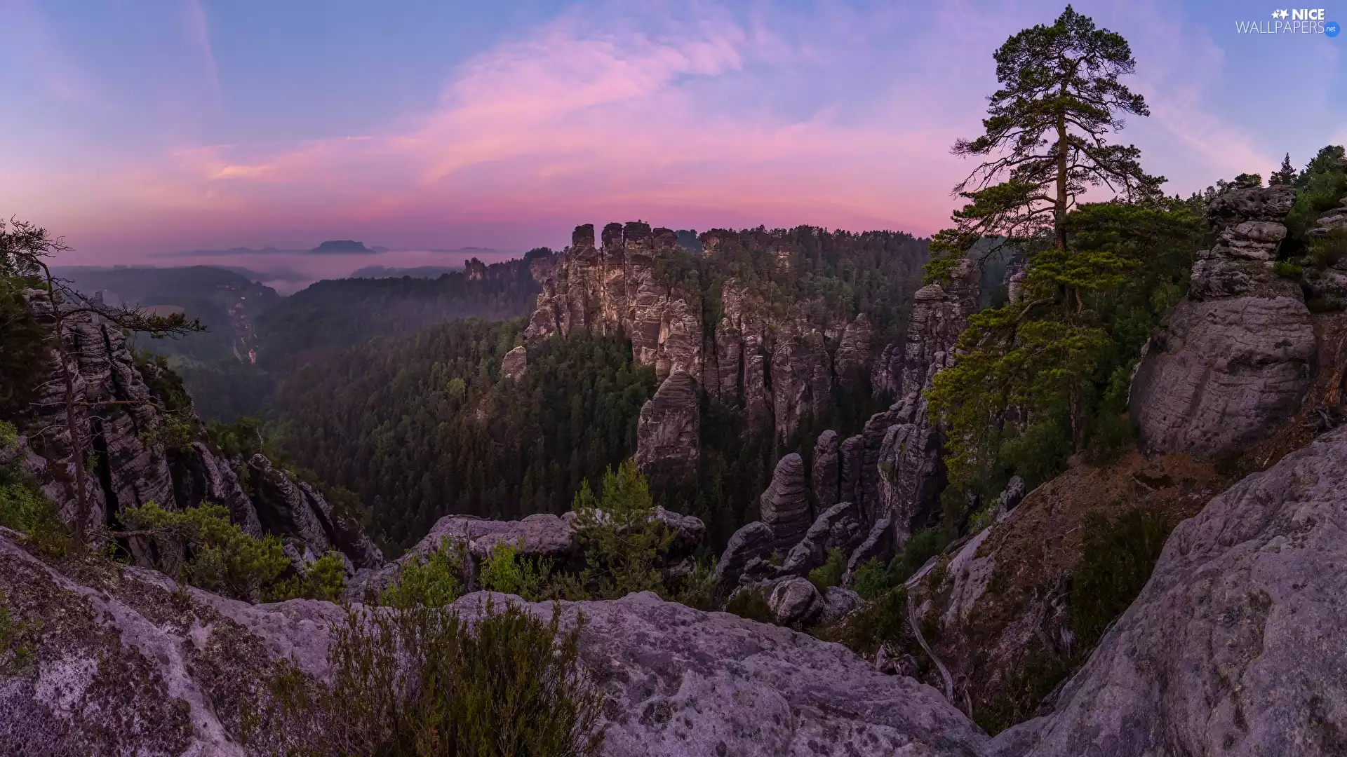 viewes, pine, Germany, Rock Formations, Děčínská vrchovina, trees, rocks, Saxon Switzerland National Park