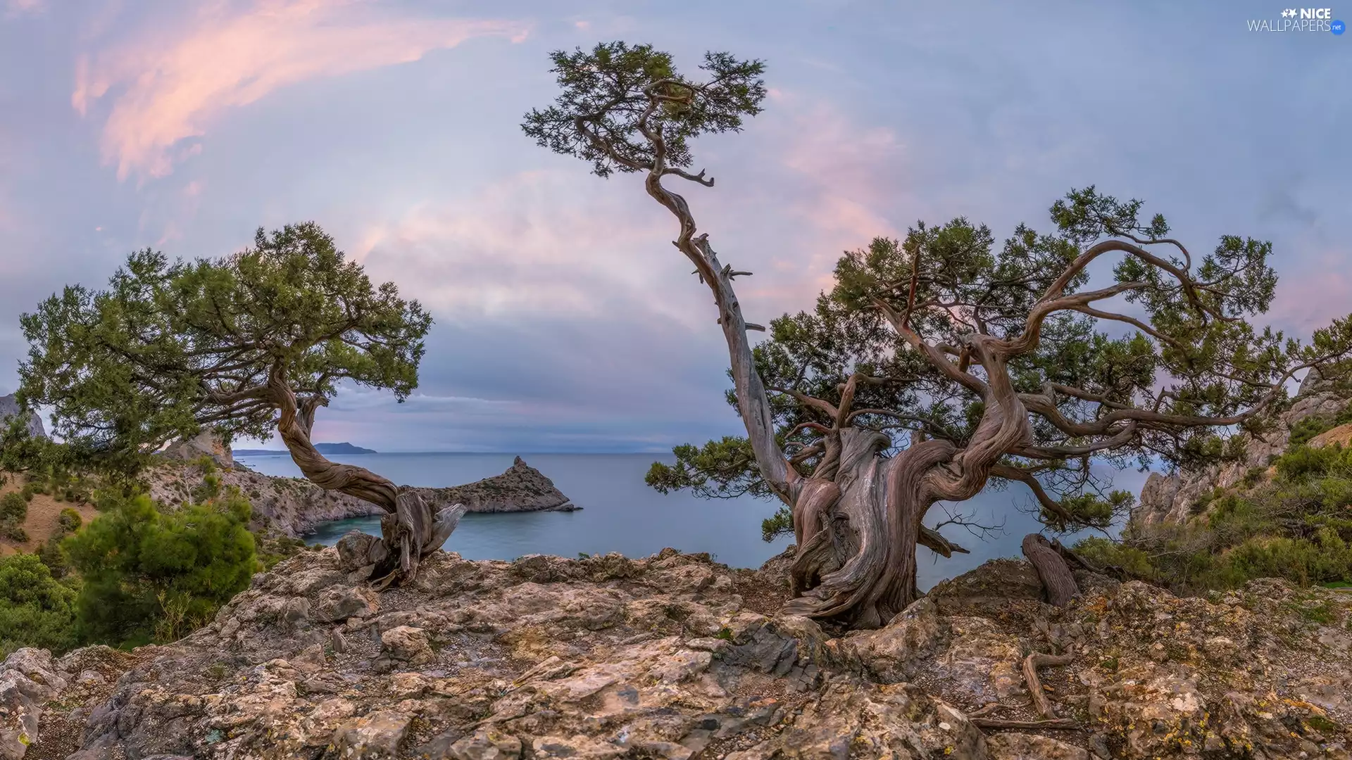 rocks, trees, Crimea, viewes, VEGETATION, Coast, Black Sea, pine