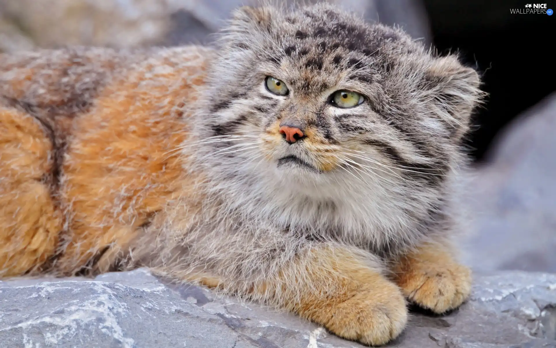 Rocks, lying, Manul