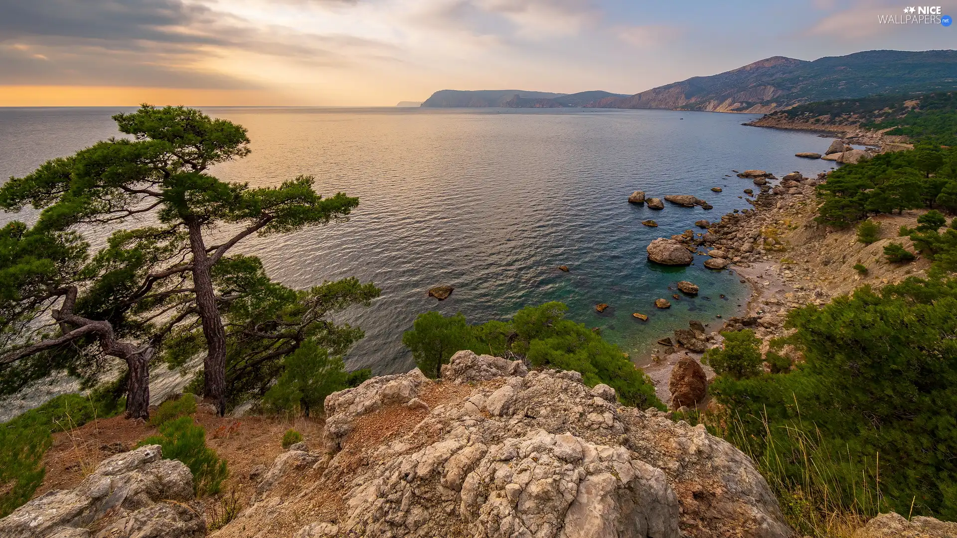 trees, Coast, Crimea, rocks, sea, pine, Russia