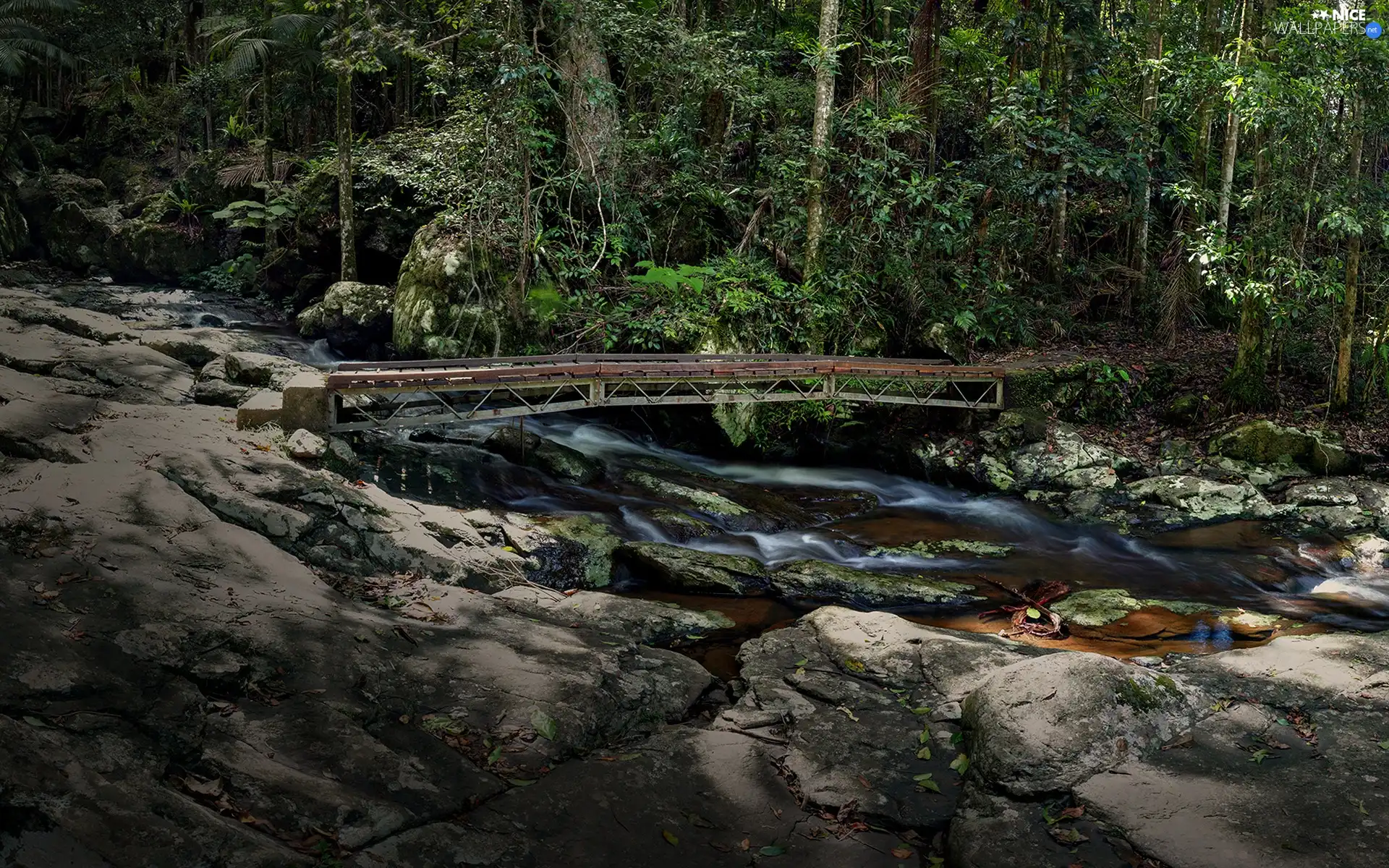 forest, stream, rocks, bridges