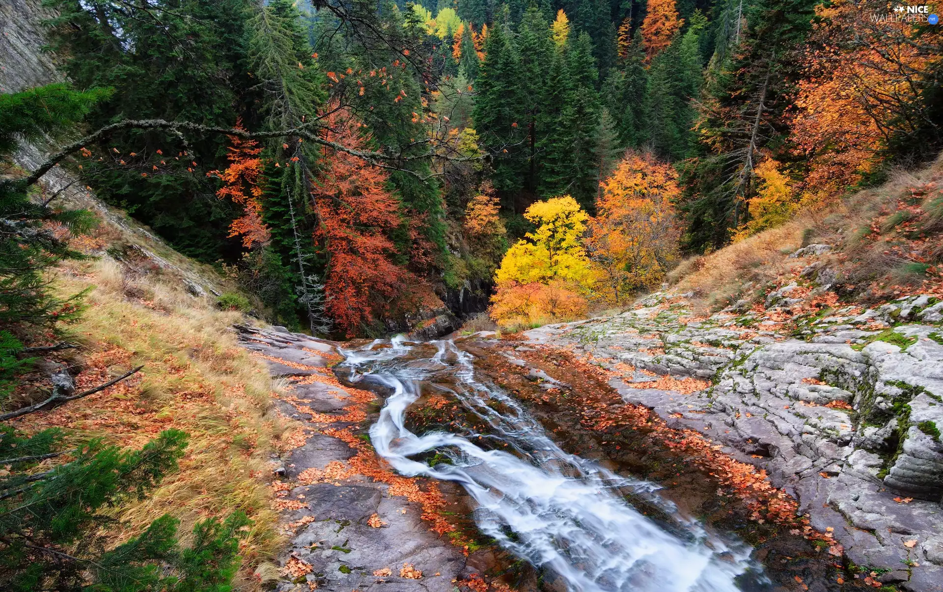 trees, autumn, stream, Rocks, viewes, forest