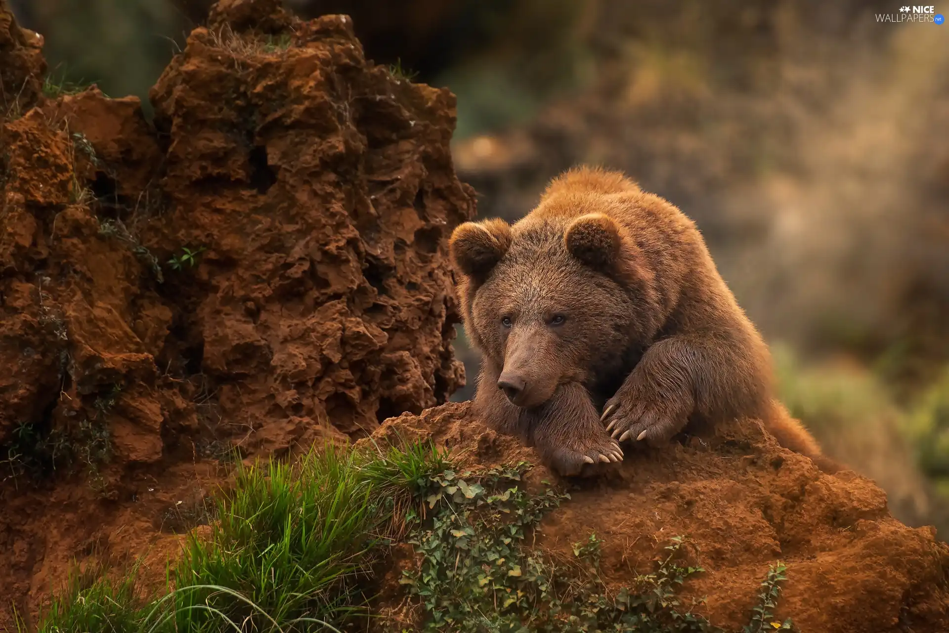 grass, Brown bear, Rocks