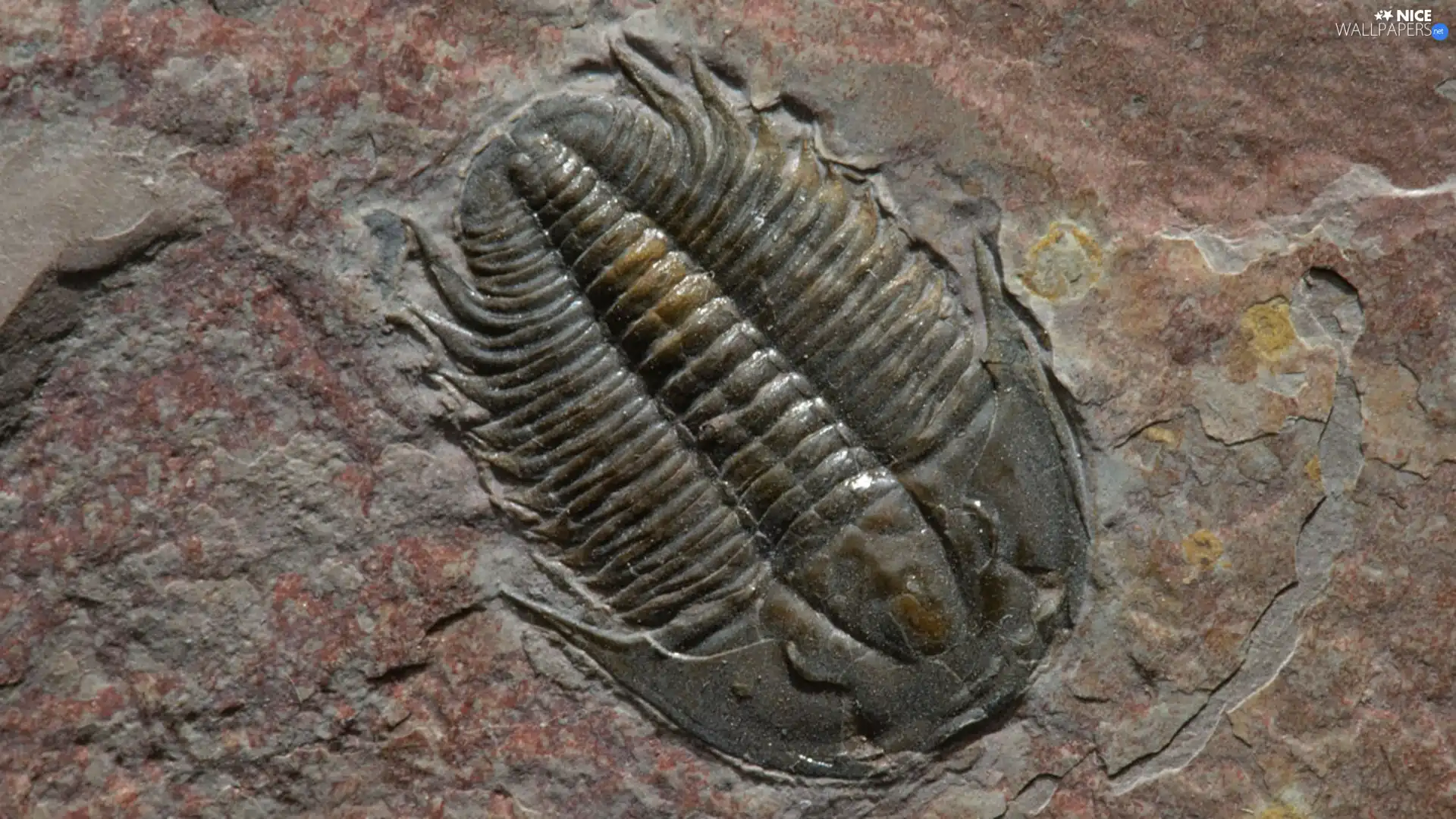Rocks, PRESSED, Insect
