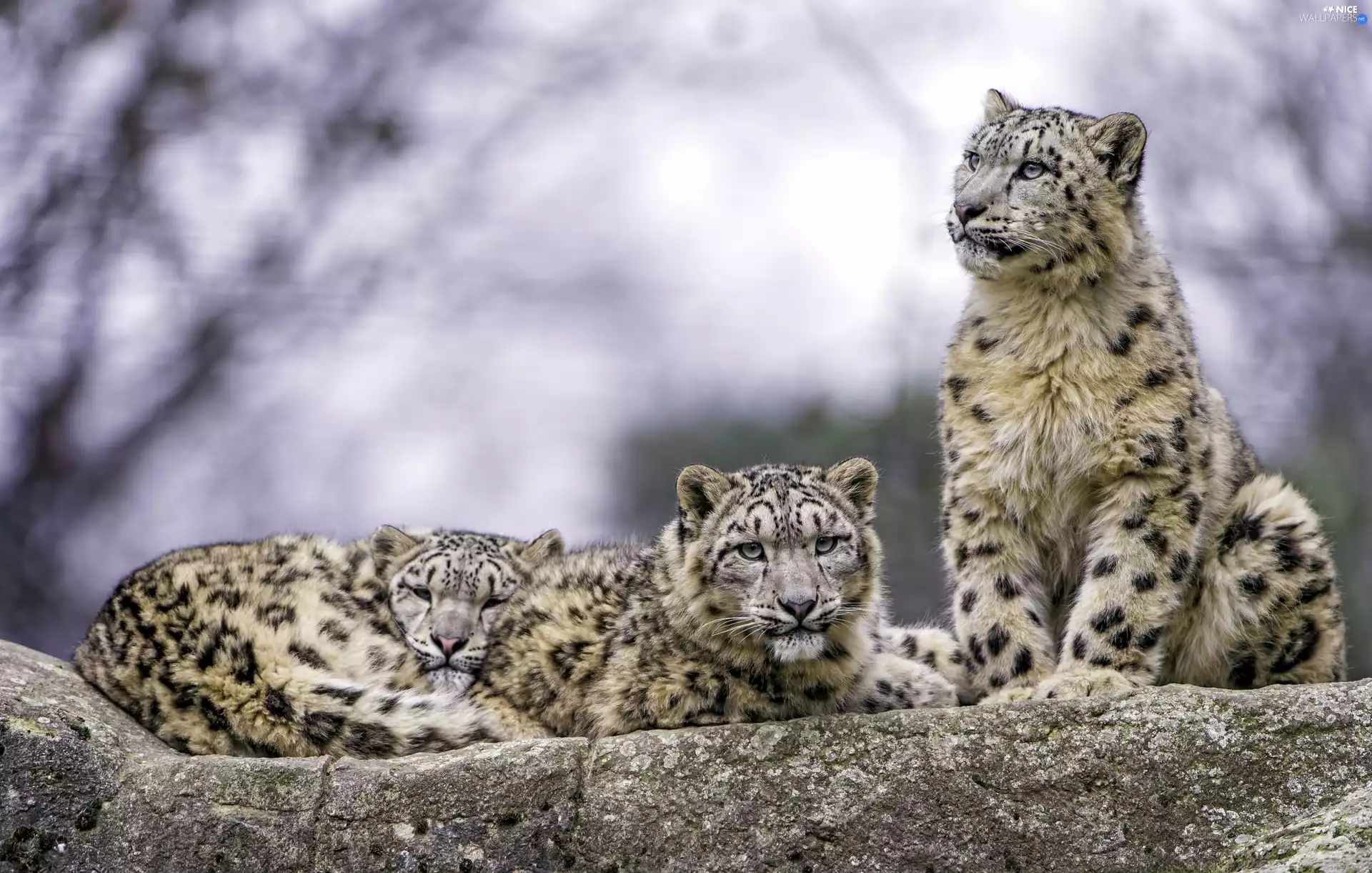 Rocks, Three, Irbisy