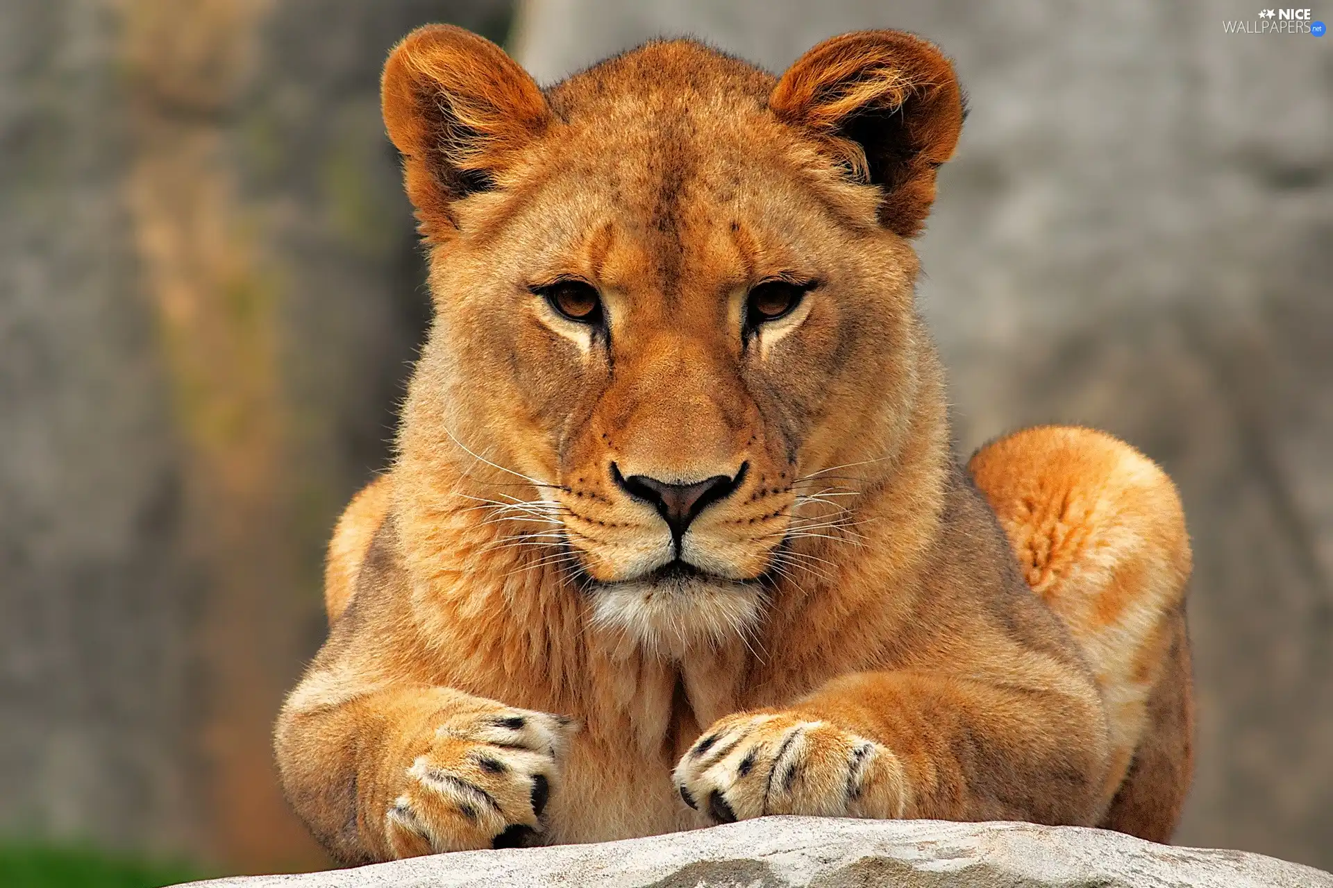Lion, Rocks