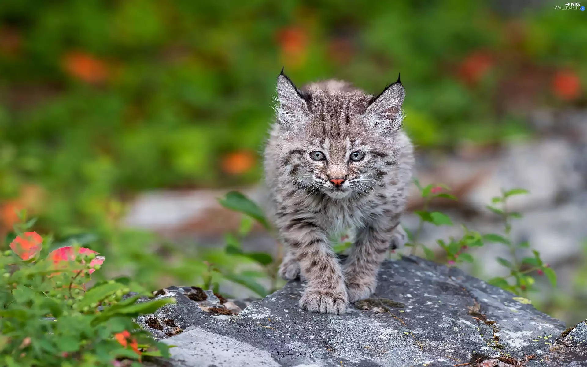 Rocks, young, Lynx