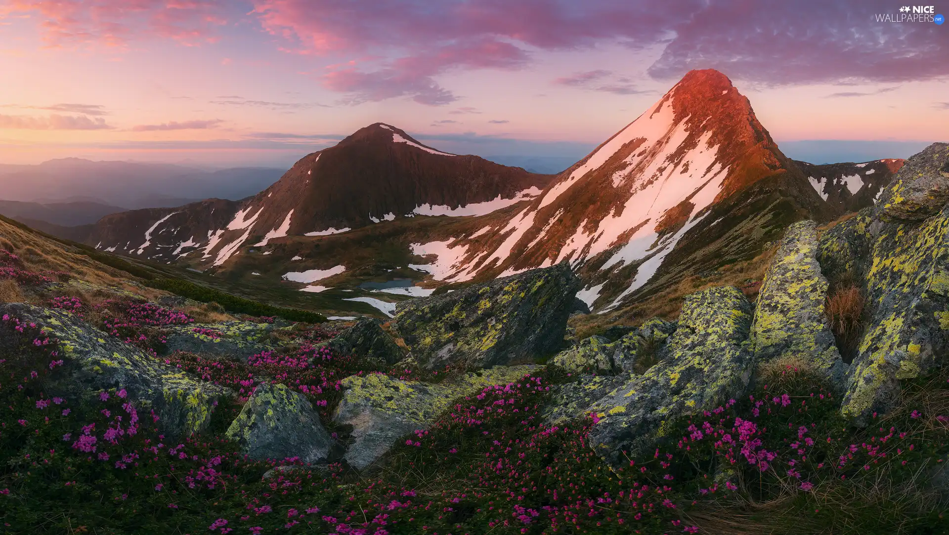 Mountains, purple, Flowers, rocks