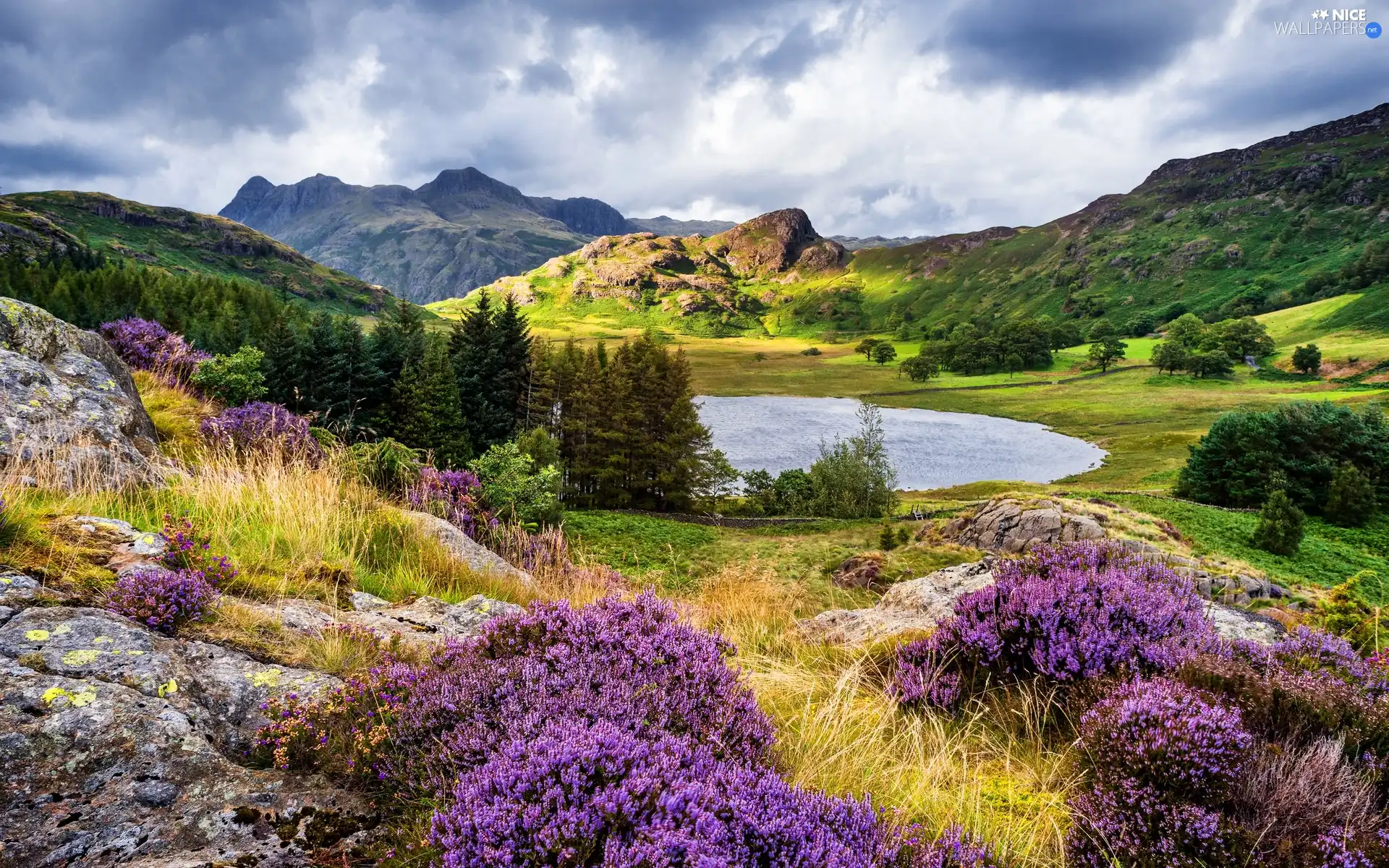 grass, trees, Mountains, viewes, clouds, heathers, lake, rocks