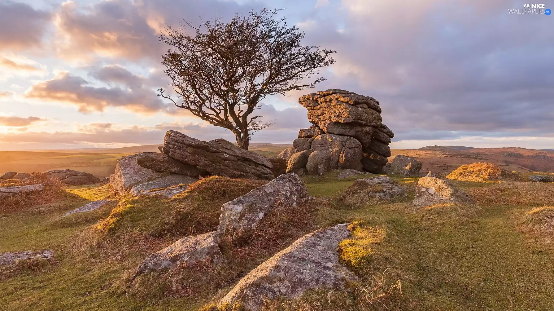 rocks, trees, Devon County, Dartmoor National Park, England, Stones