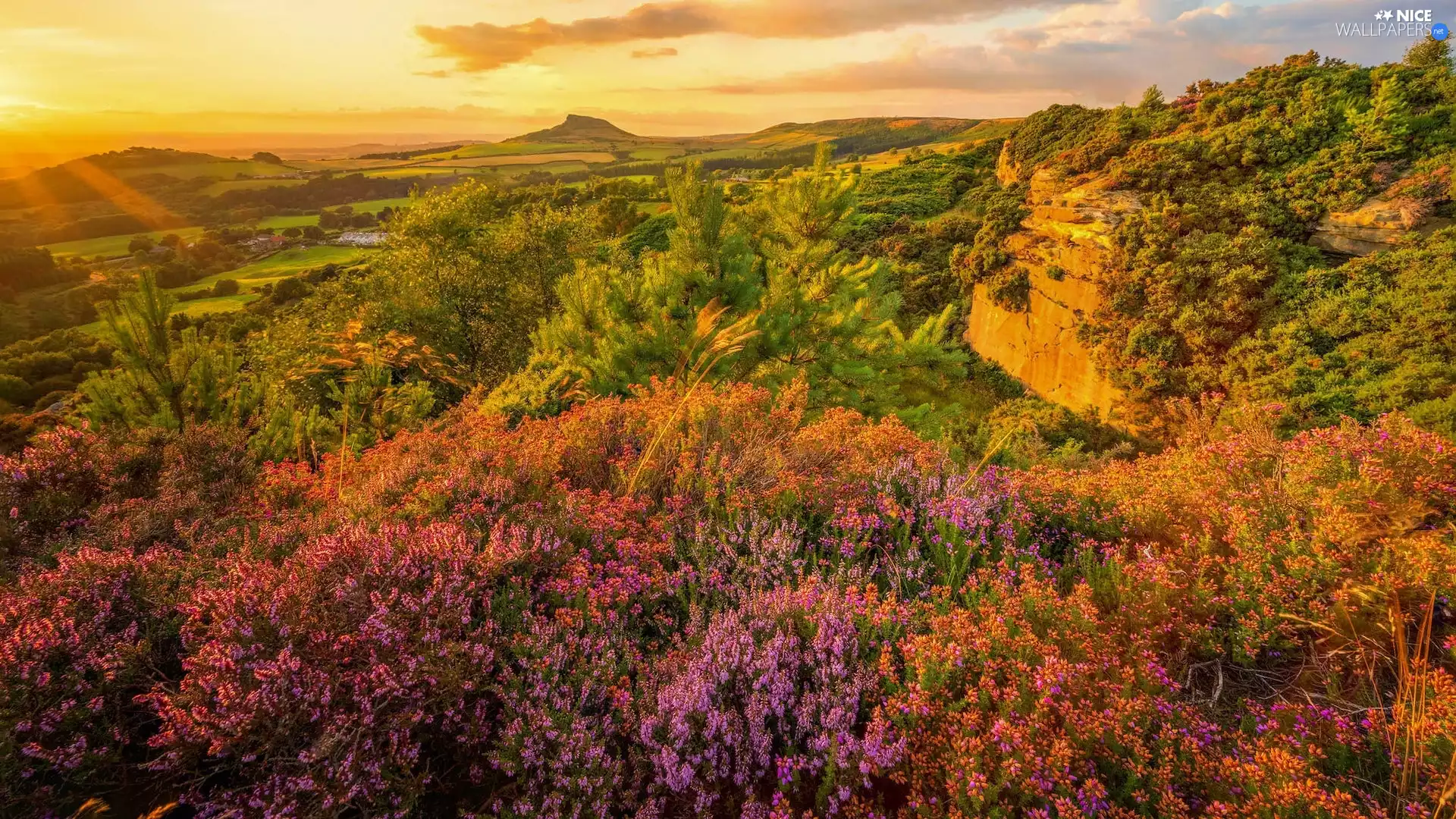 Sunrise, heath, Bush, rocks