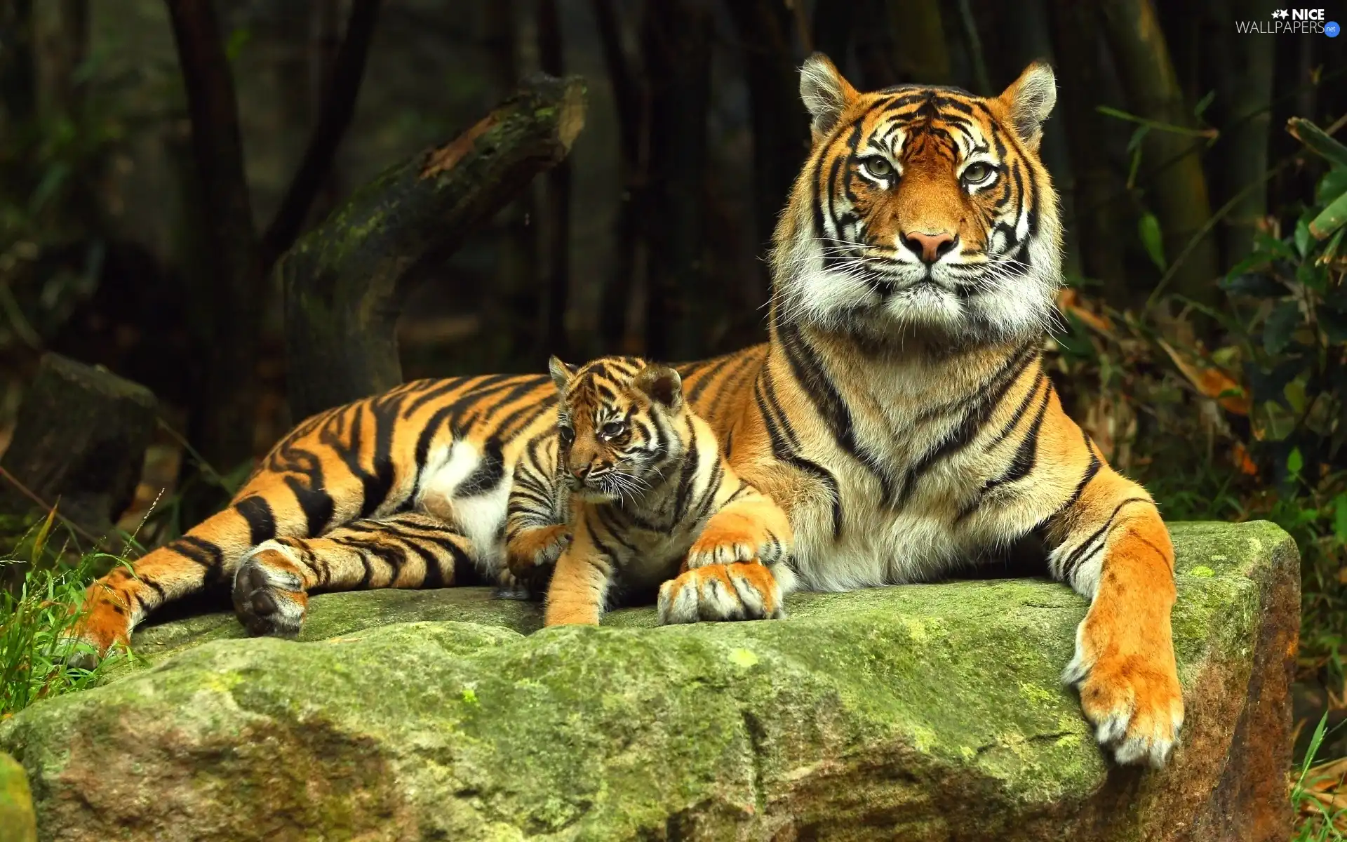 tigress, Rocks