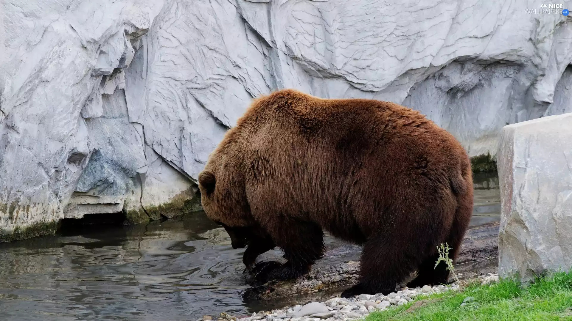 water, Brown bear, rocks