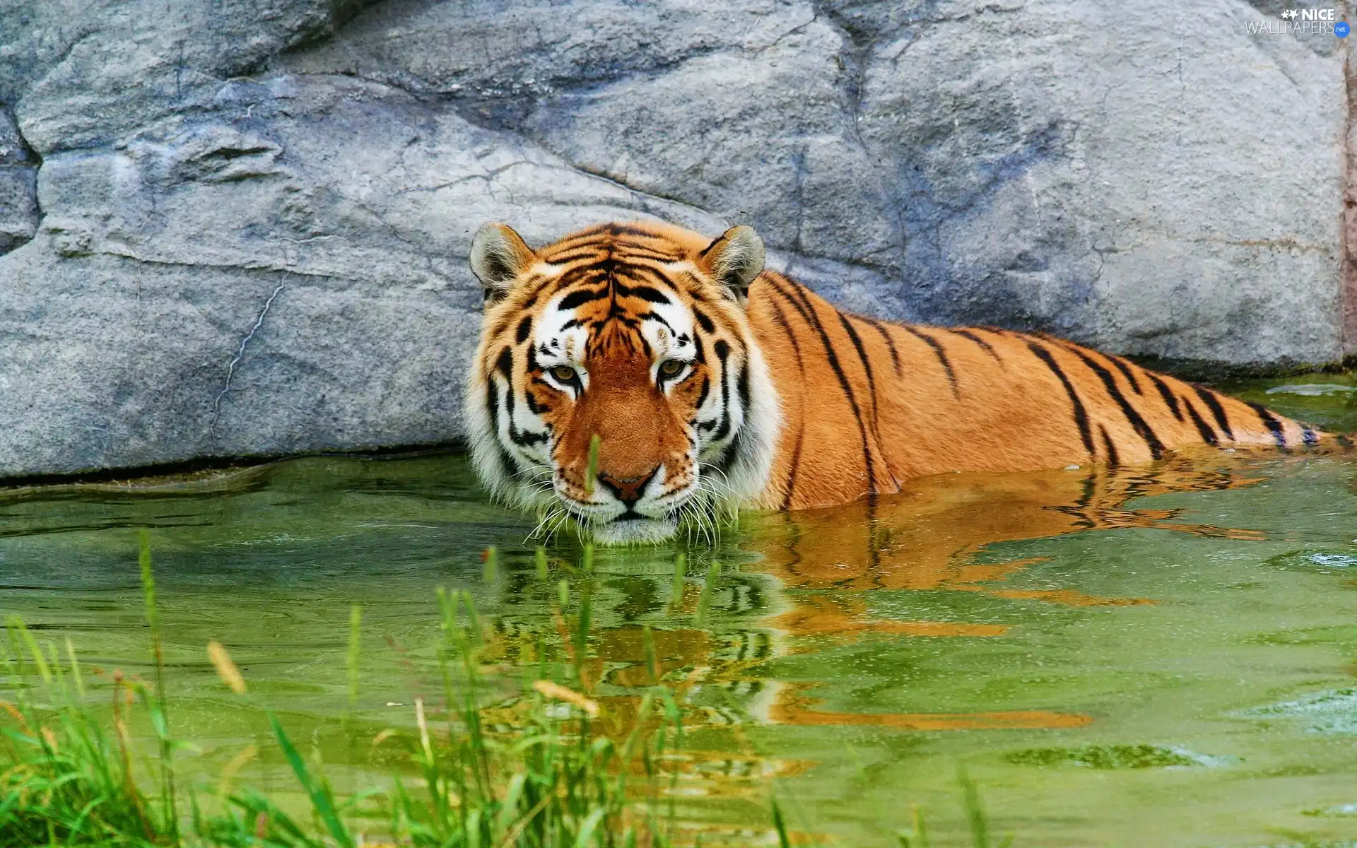 rocks, tiger, water